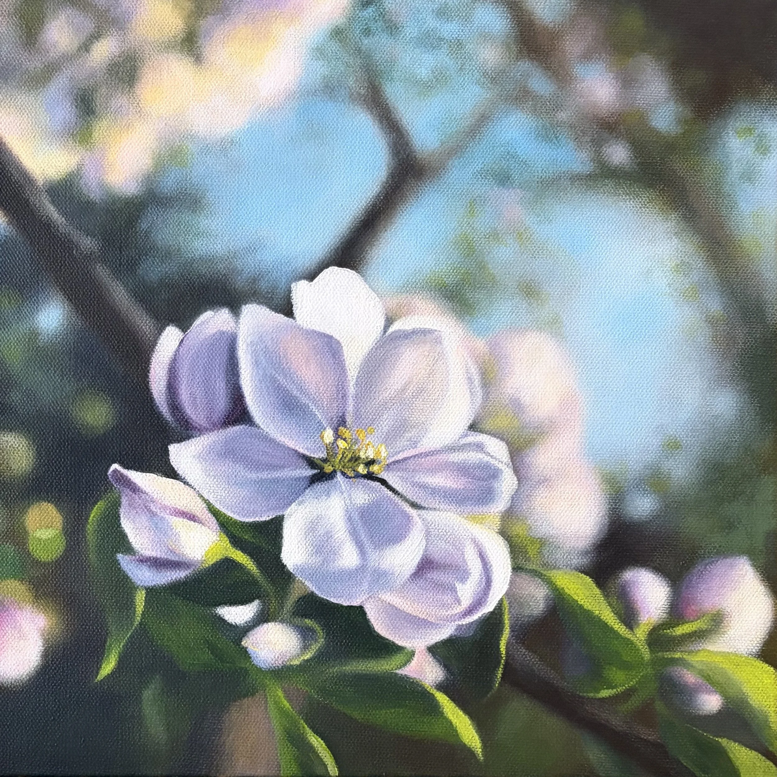 Morning Blossoms, 12x12, Acrylic.jpeg