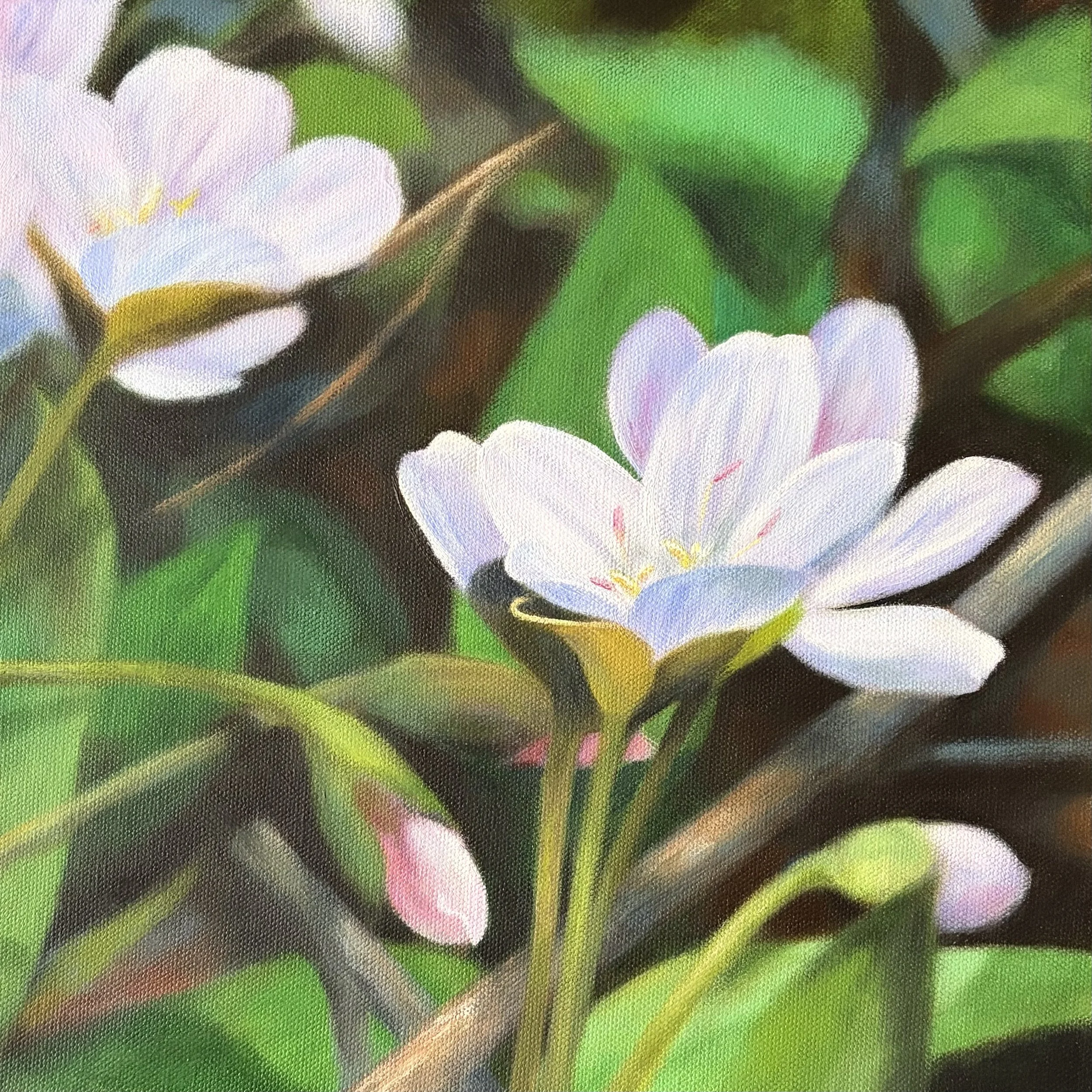 Spring Beauties