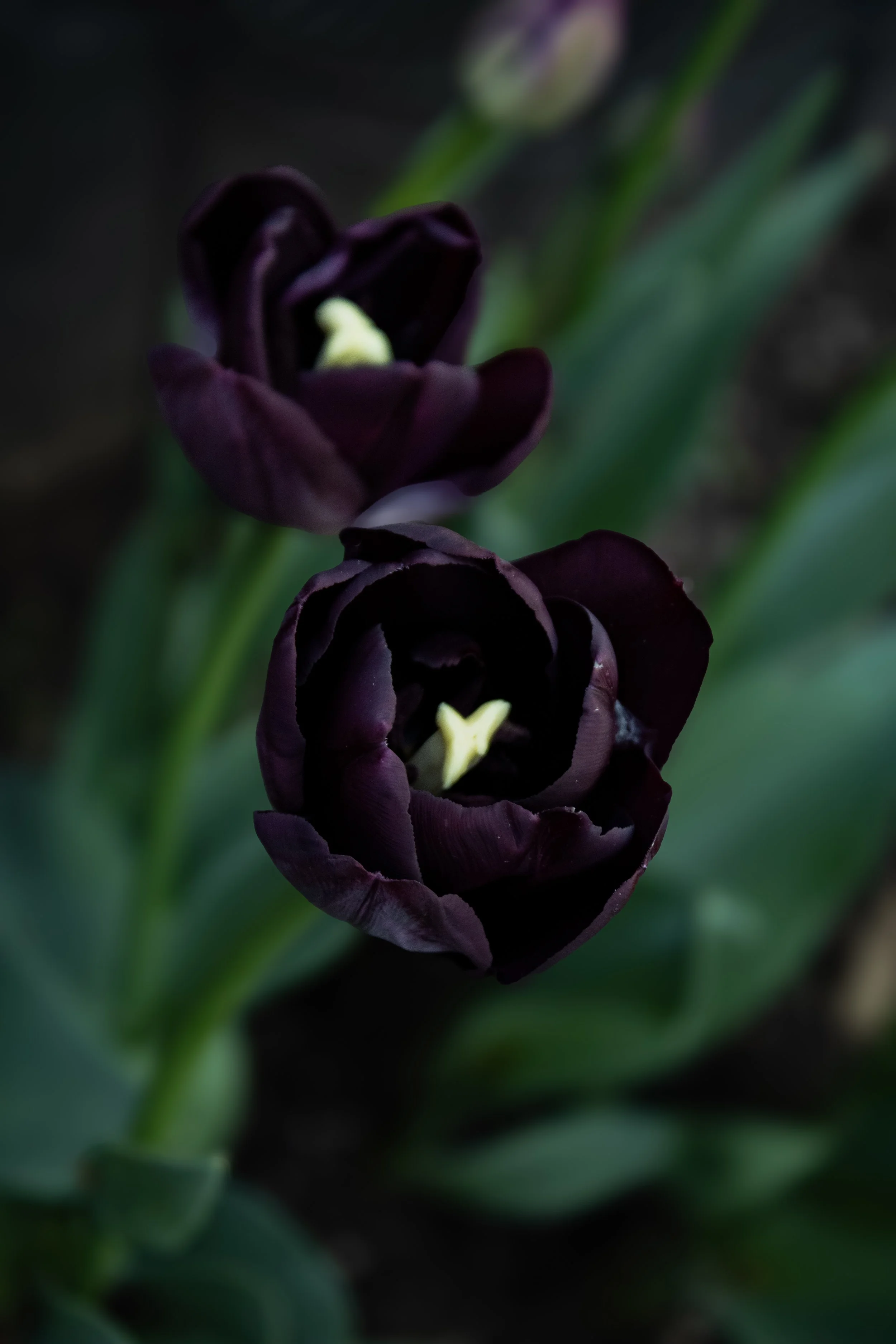 Tulip Paul Scherer-5.jpg