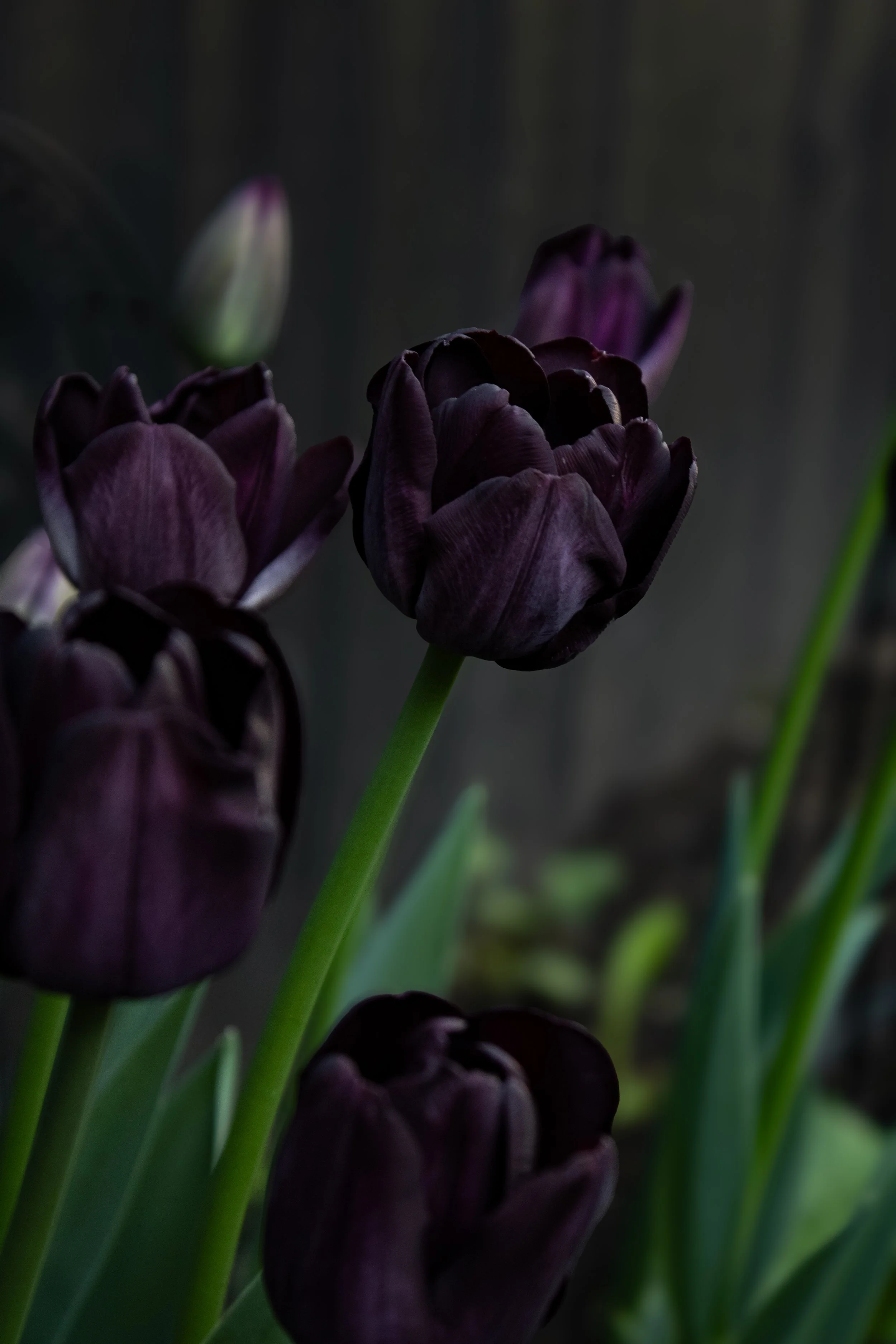 Tulips for spring? Groundbreaking.