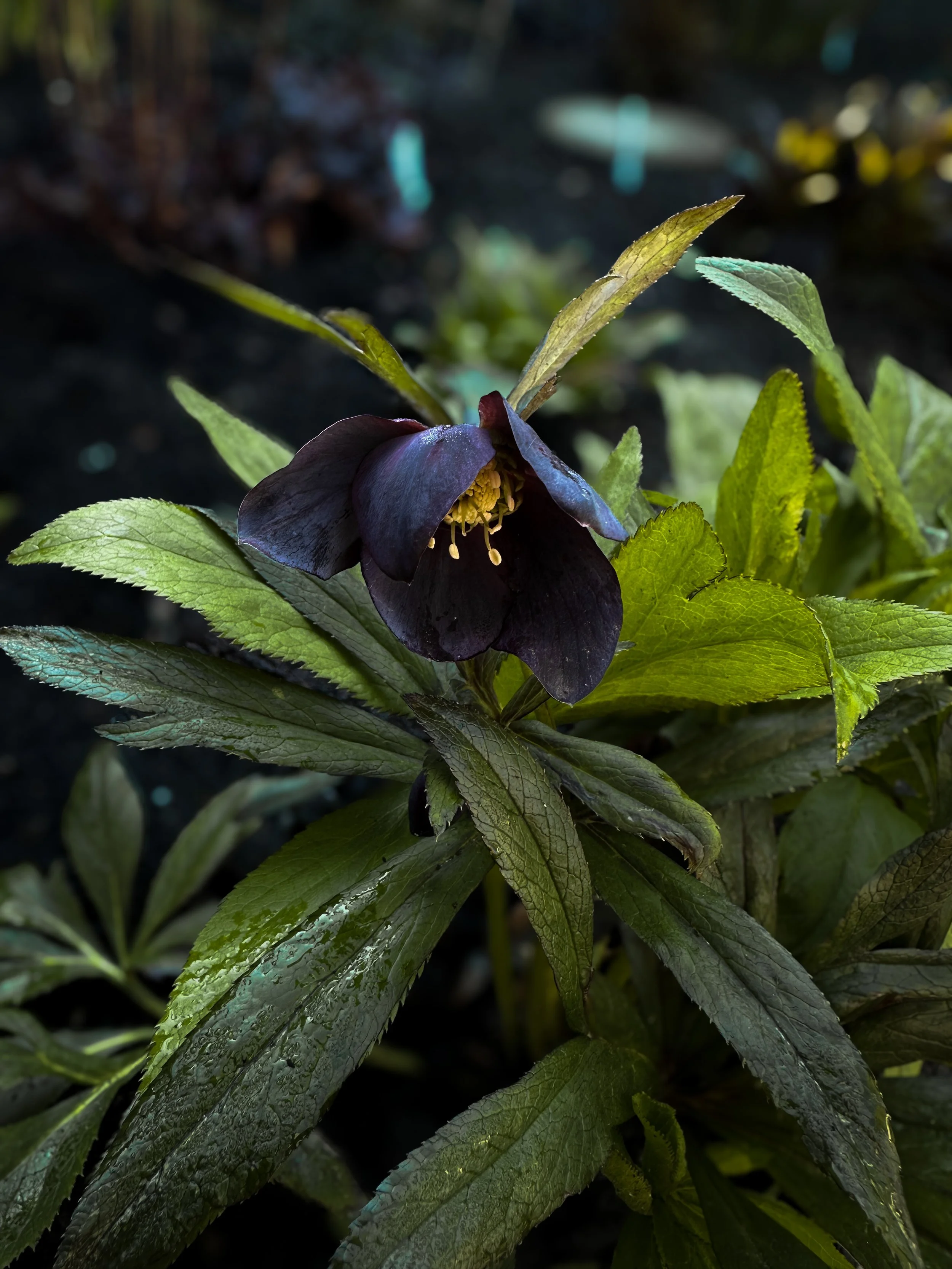 Perth &amp;  district horticultural Society | the goth garden