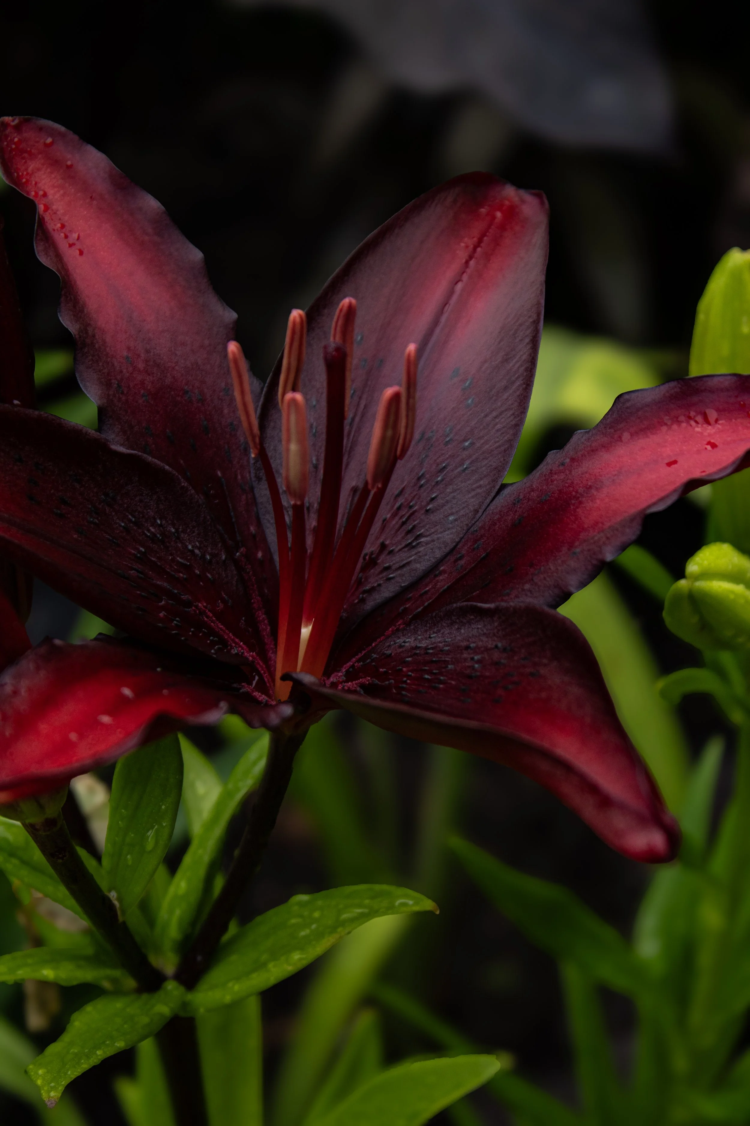 The goth garden | Carleton Place Horticultural society