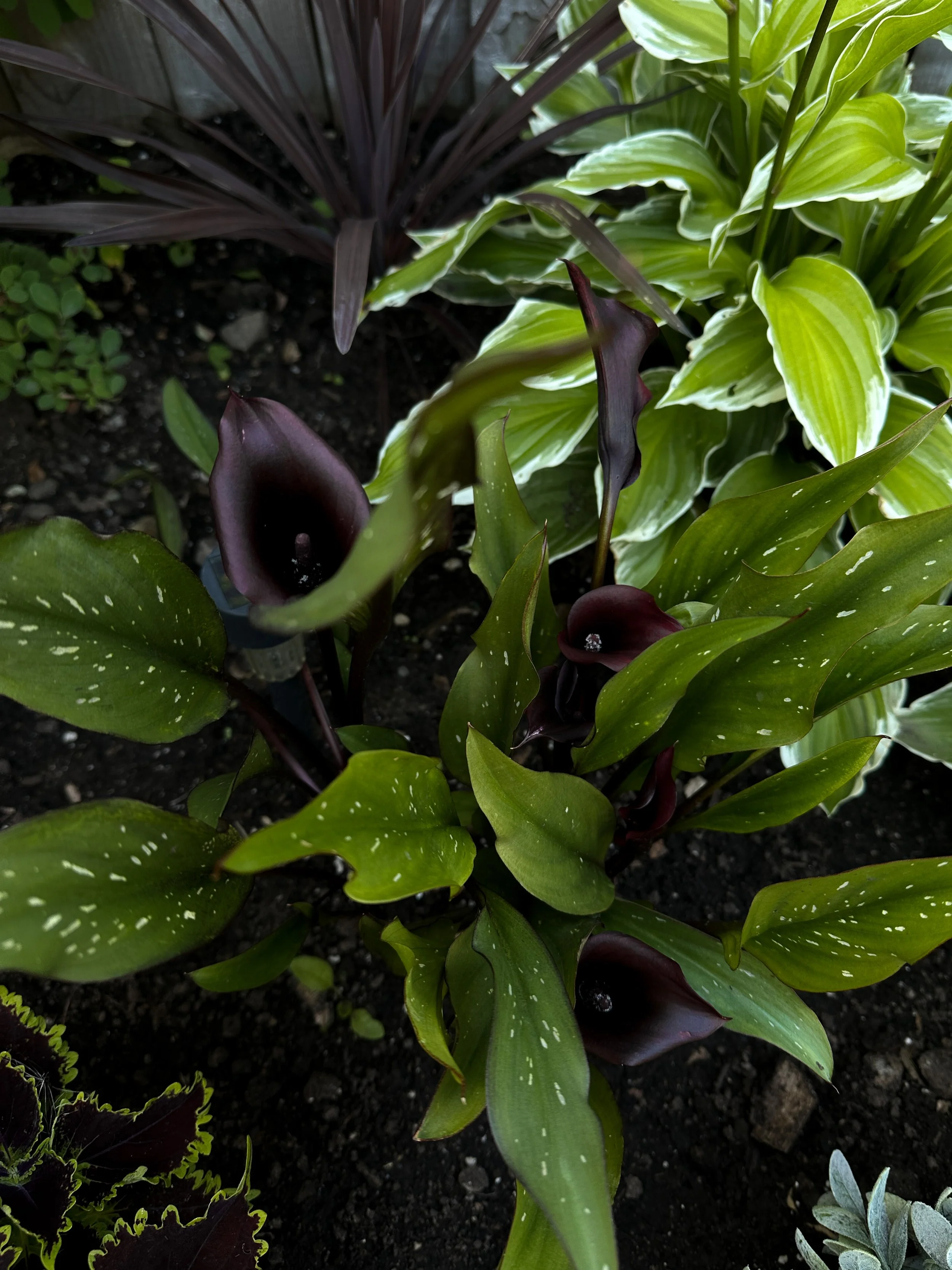  Goth garden talk at The Champlain garden club (Copy)