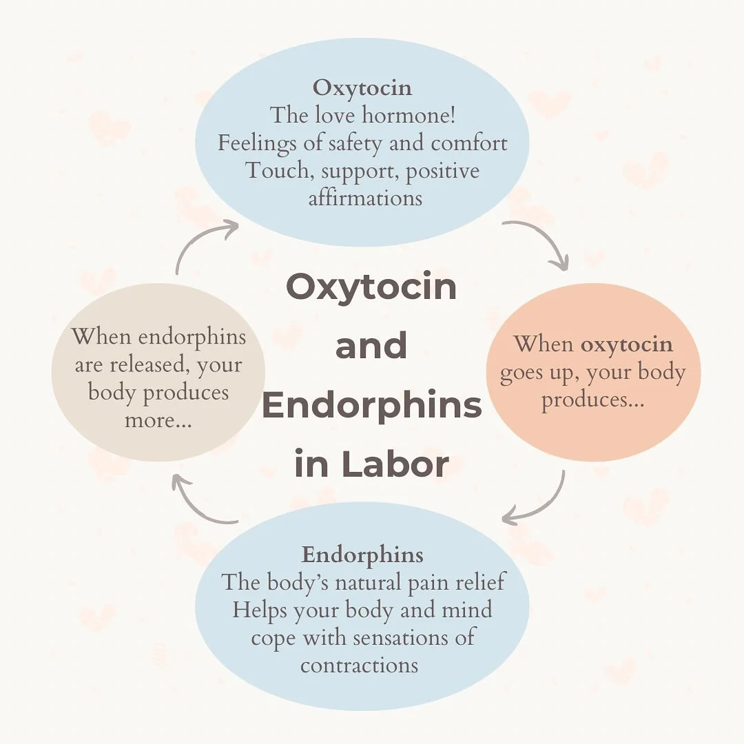 Hormones are amazing! 

I've been revamping my childbirth education course this summer, adding in new graphics and visuals to help make the journey through pregnancy and childbirth easy for all to understand! While I've transitioned from Ms. Walker t