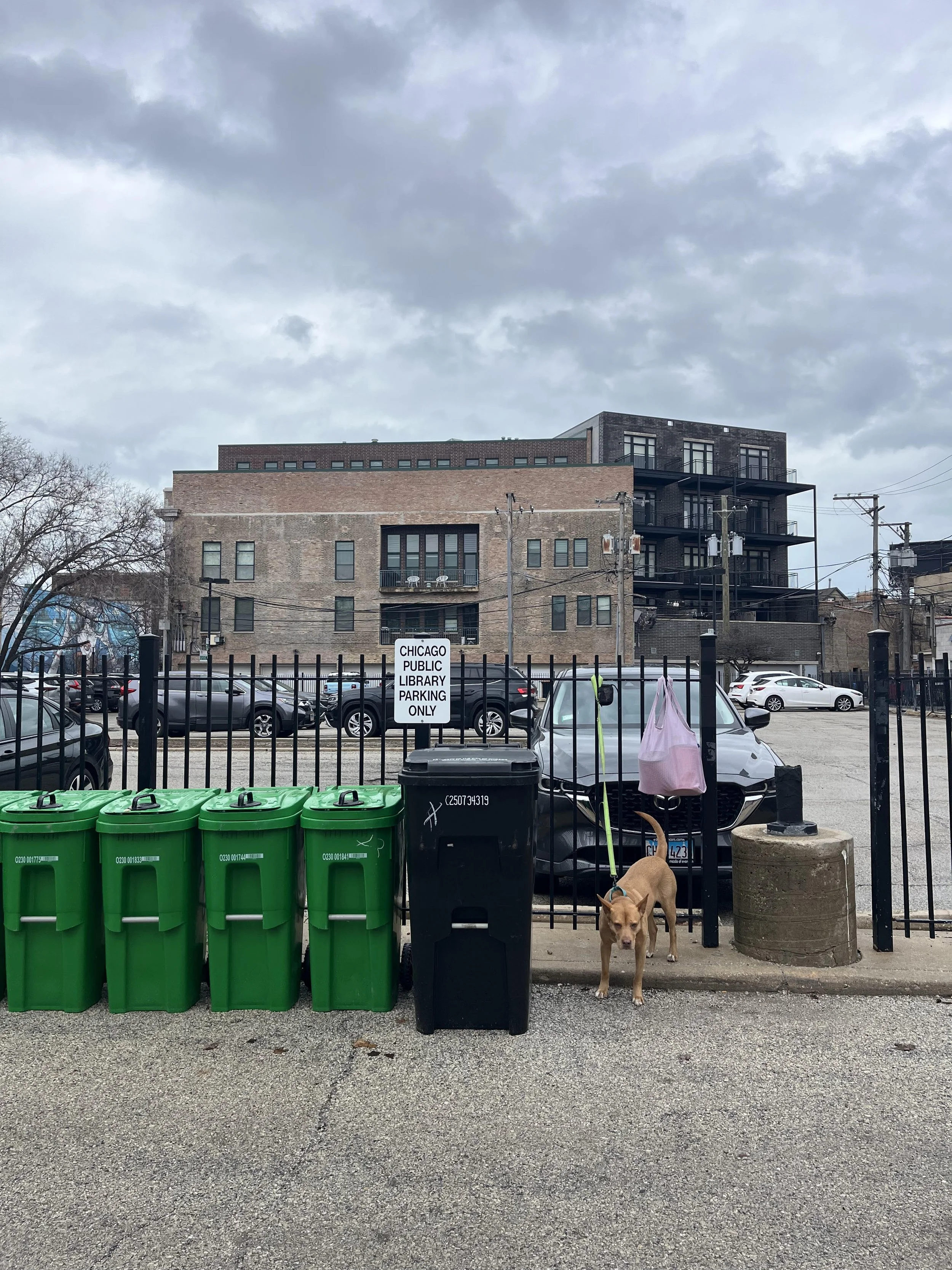 Image of a brown dog next to a black garbage can and green composting bins, stationed in front of a parking lot. Sky is cloudy in the background.
