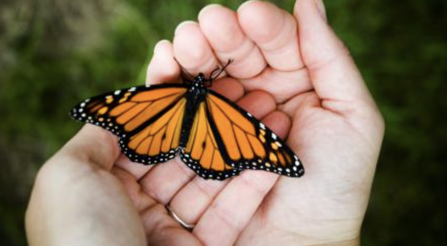 Tanglebank Estate - Butterfly Release