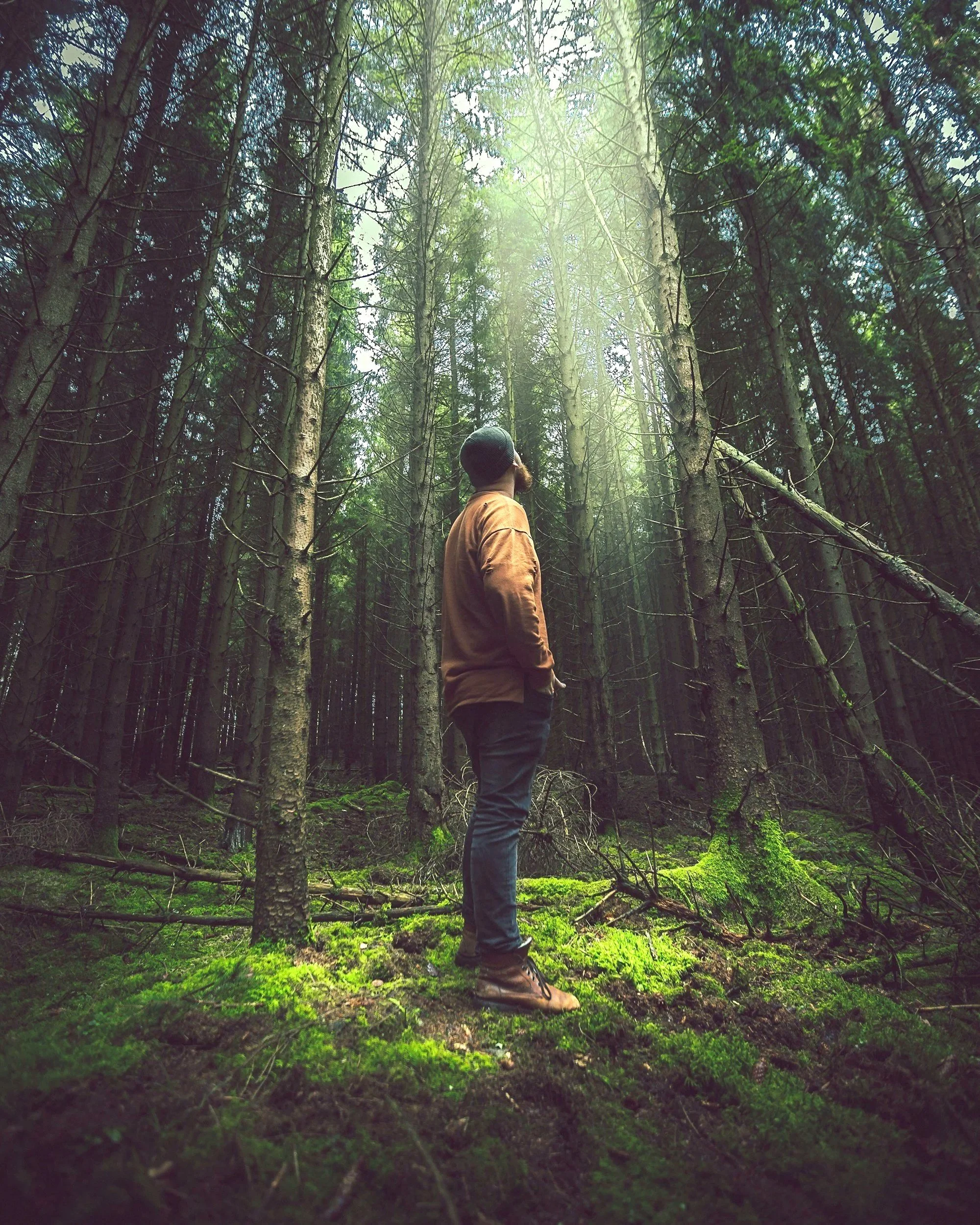 Person standing among tall trees in a sunlit forest