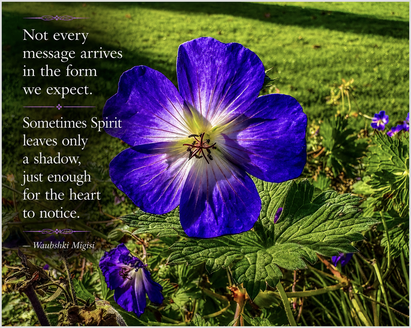 The Shadow of the Hummingbird