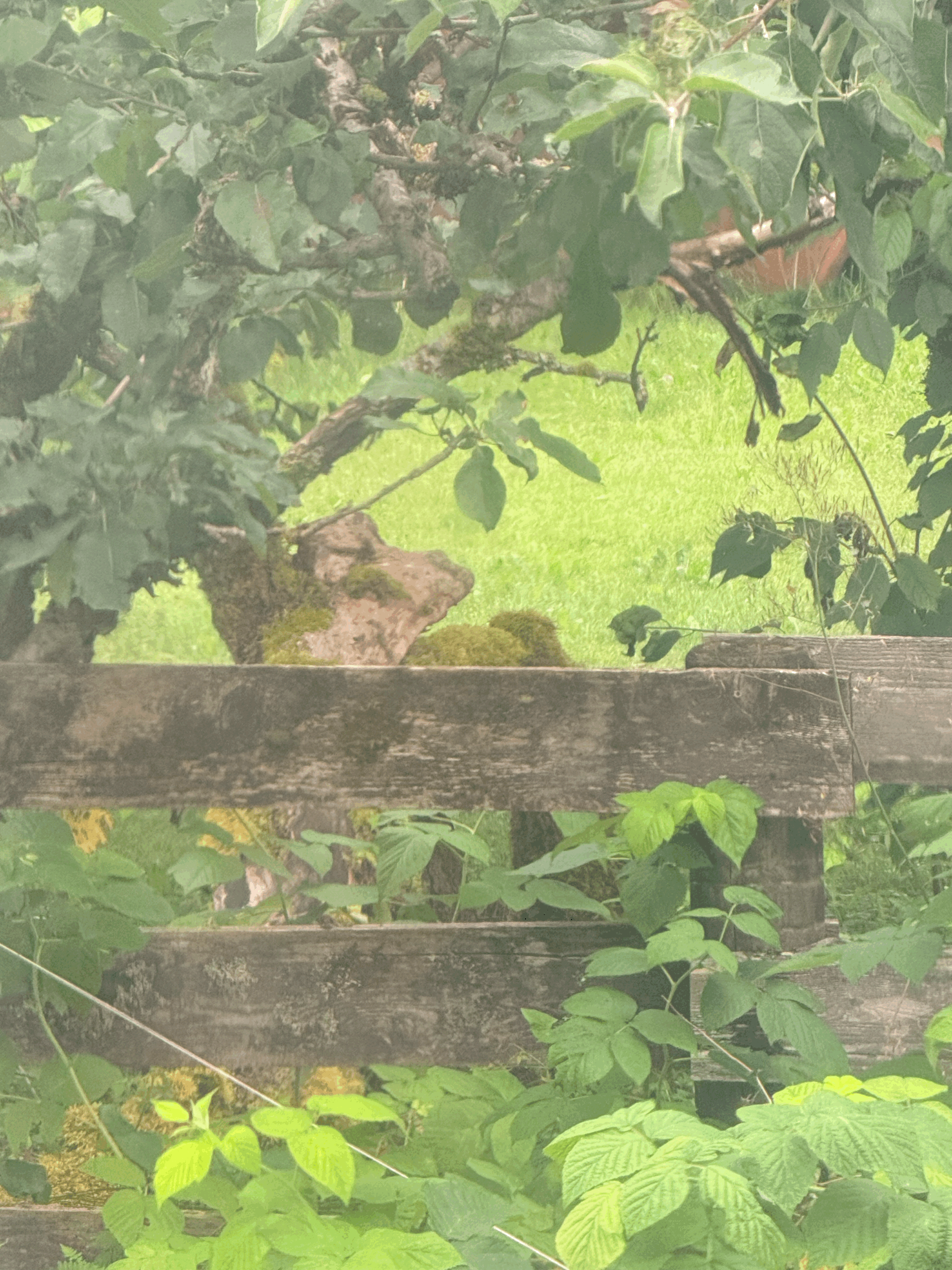 The Deer That Was Never There
