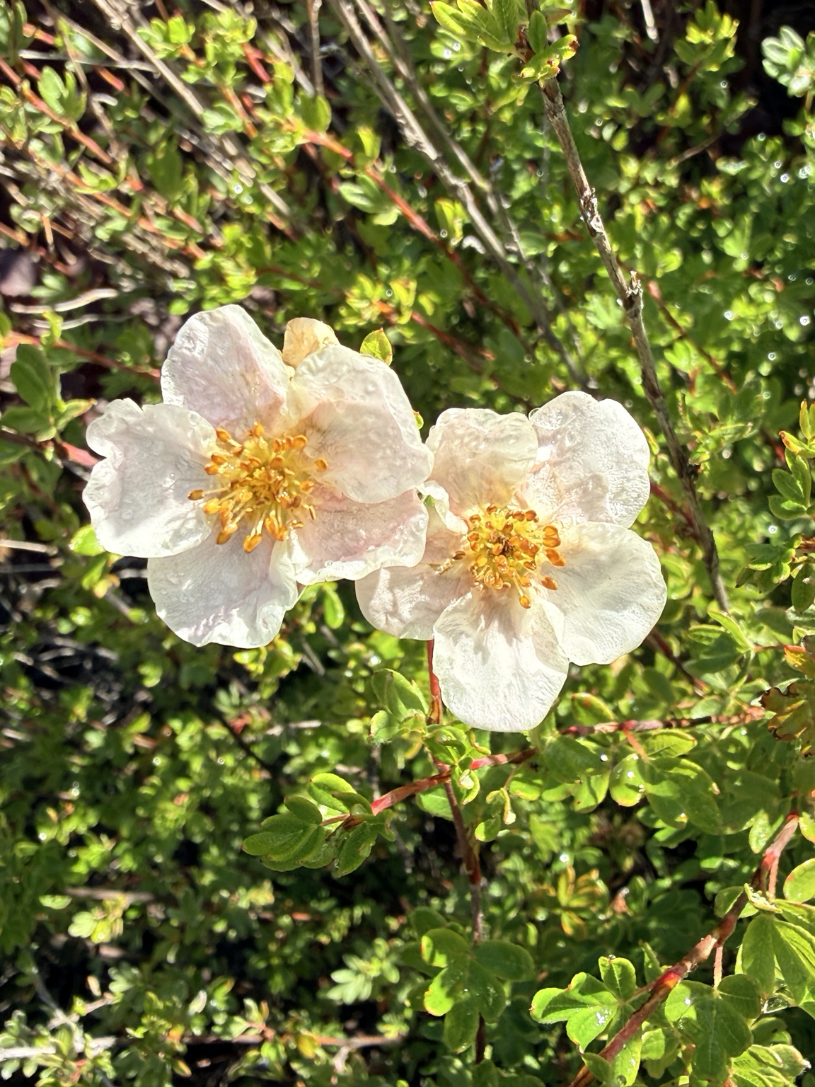 The Flowers She Drew