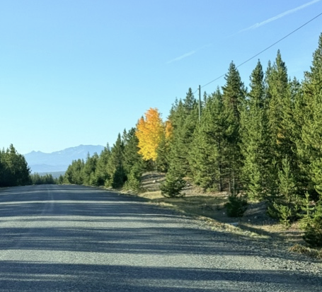 The Tree That Would Not Disappear