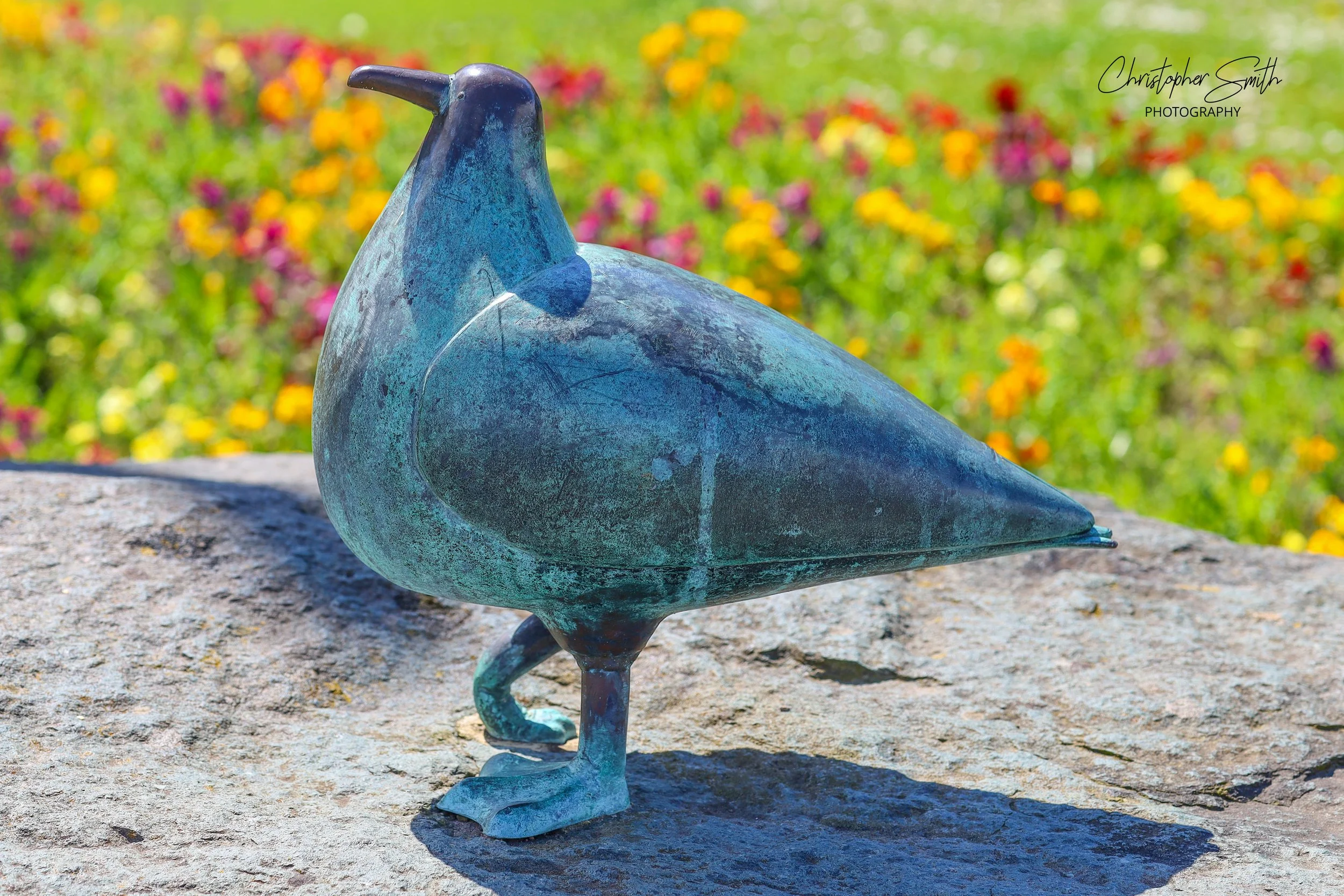 Stone Gull, Morecambe, England, May 2026 (Canon RP, 85mm, f/5.0, 1/320s, ISO100)