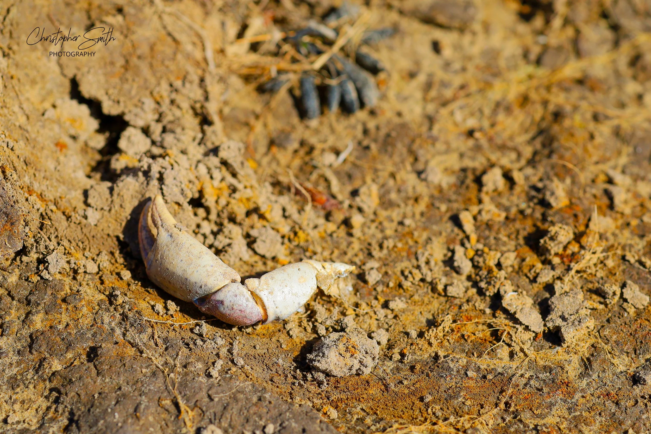 Crab Claw, Morecambe Bay, England, May 2026 (Canon RP, 85mm, f/5.6, 1/500s, ISO100)