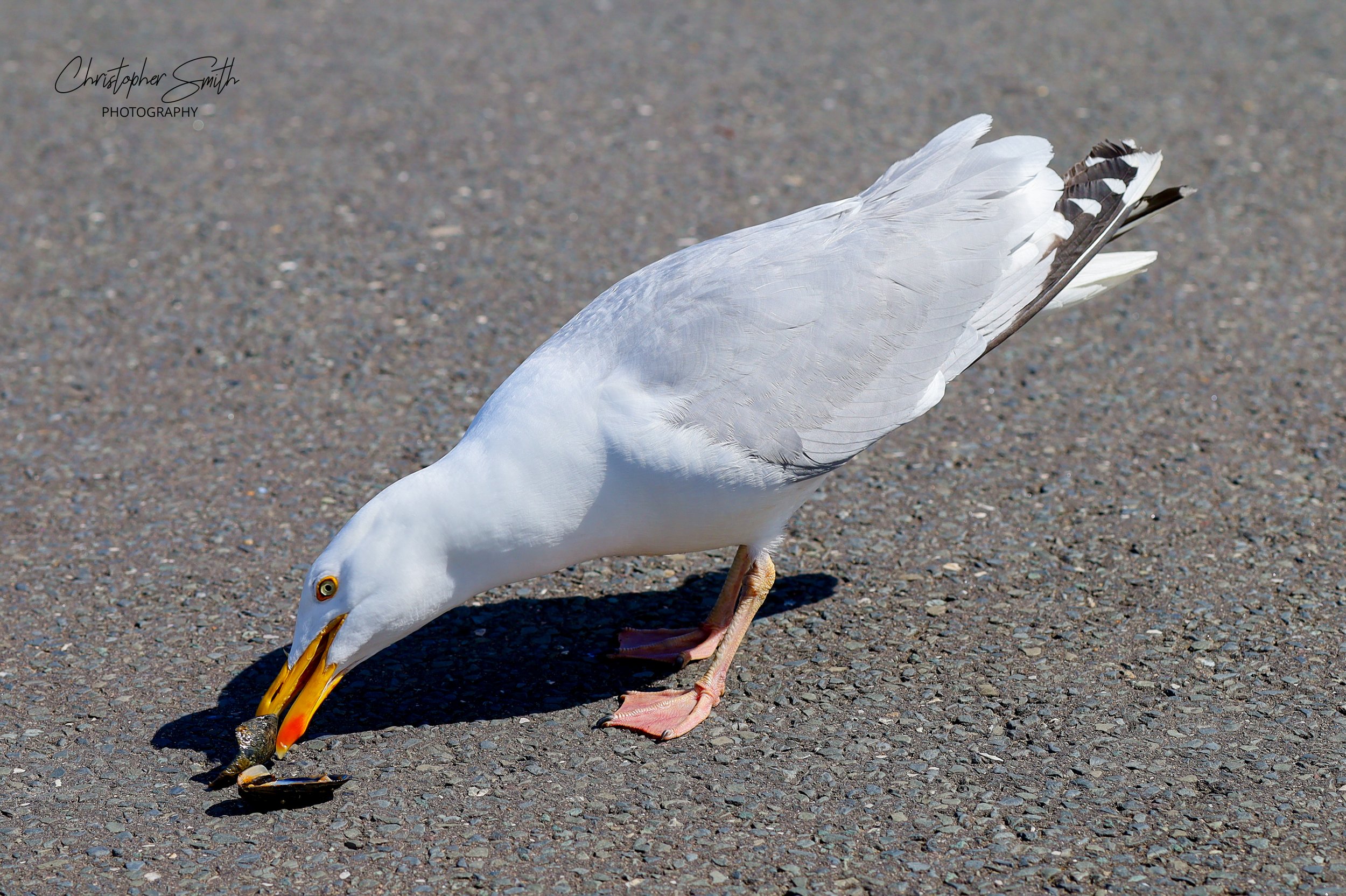 Cheeky Mussel, Blackpool, England, May 2026 (Canon RP, 85mm, f/5.6, 1/400s, ISO100)