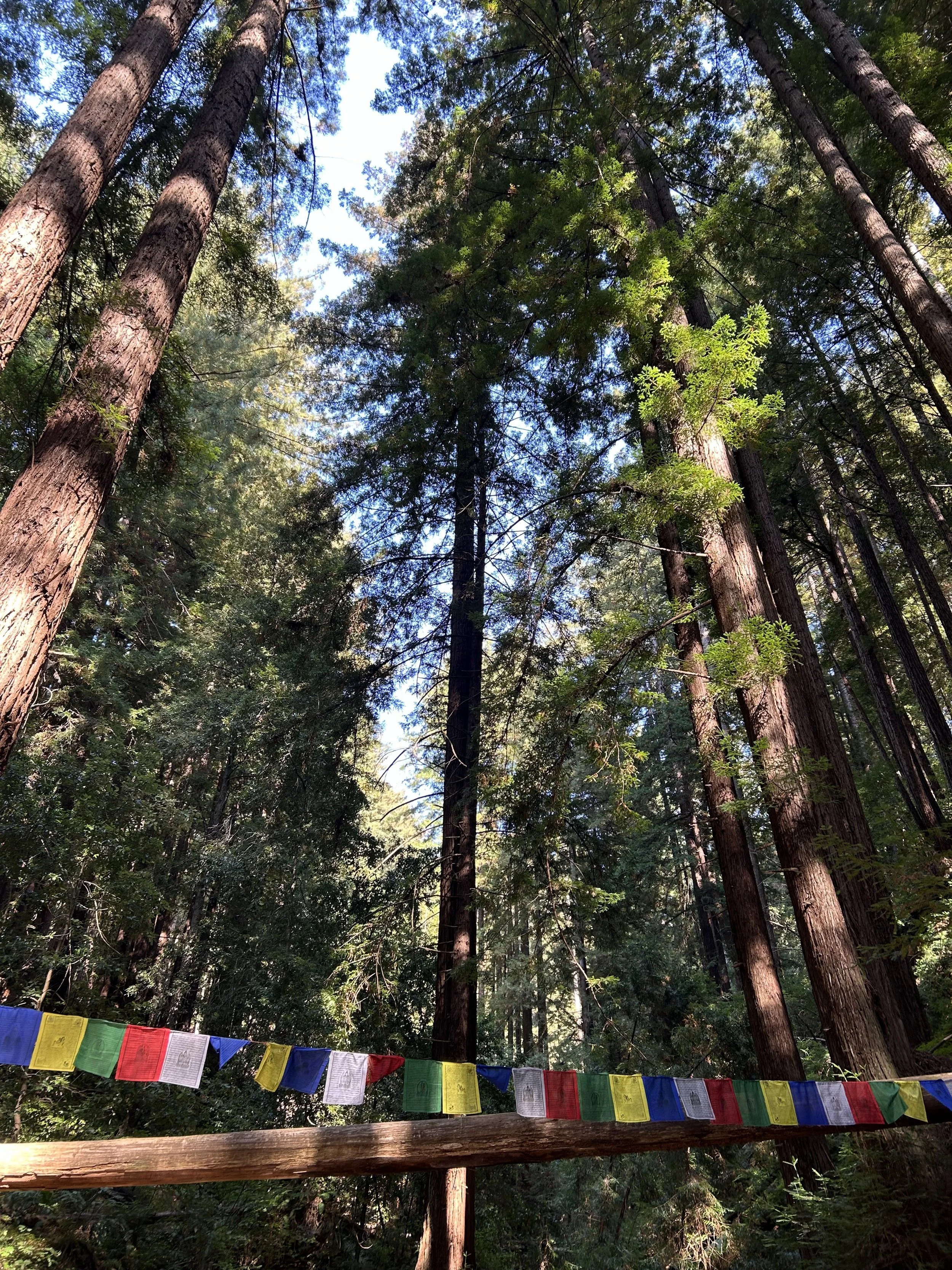 More trees and prayers.jpg