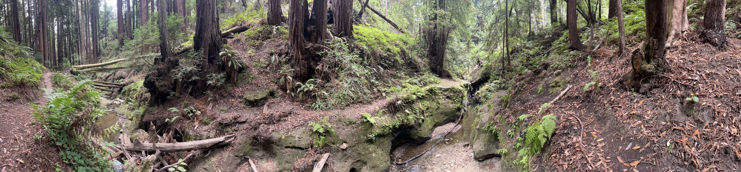 Forest.jpg