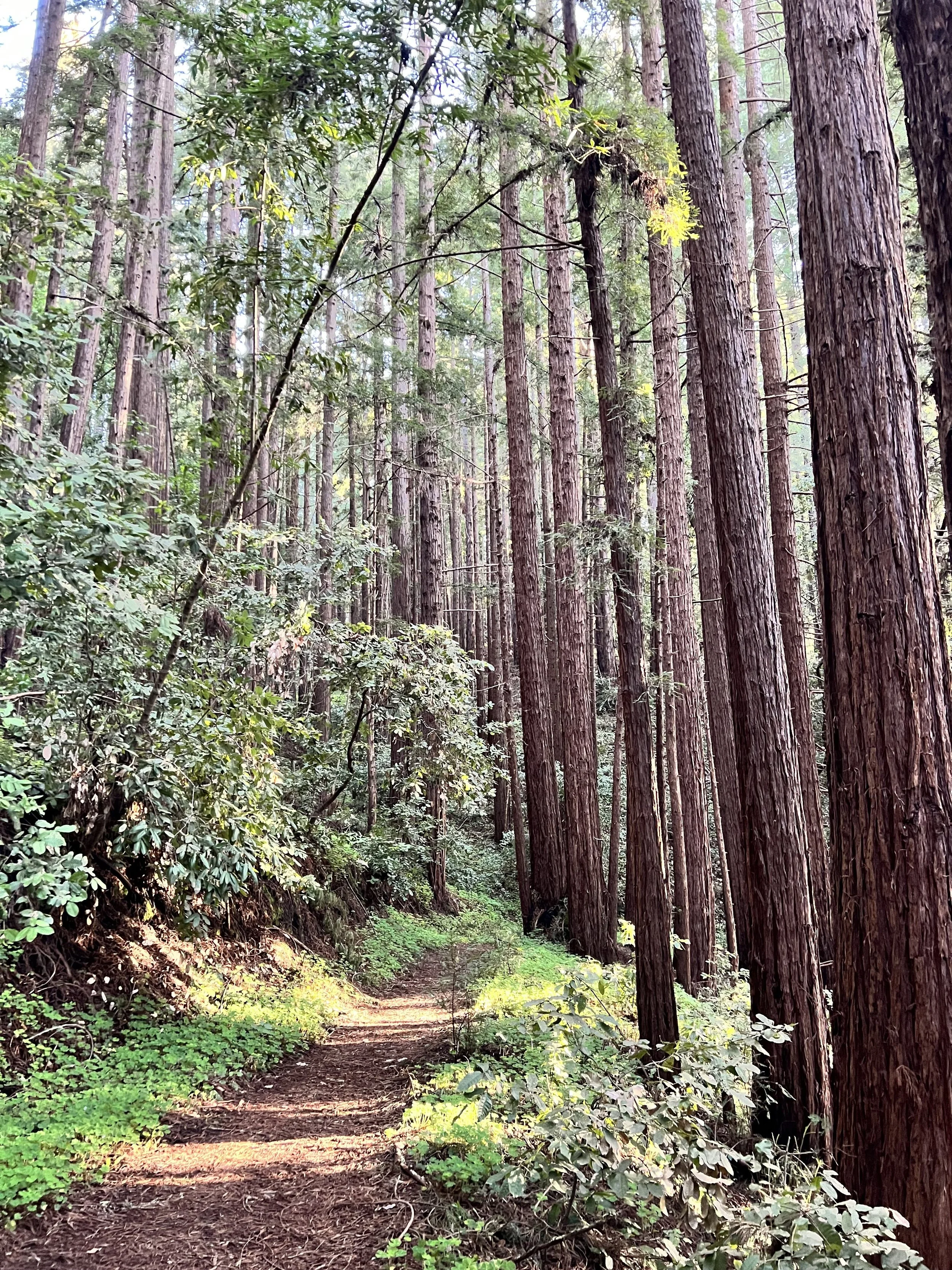 Trail 3.jpeg