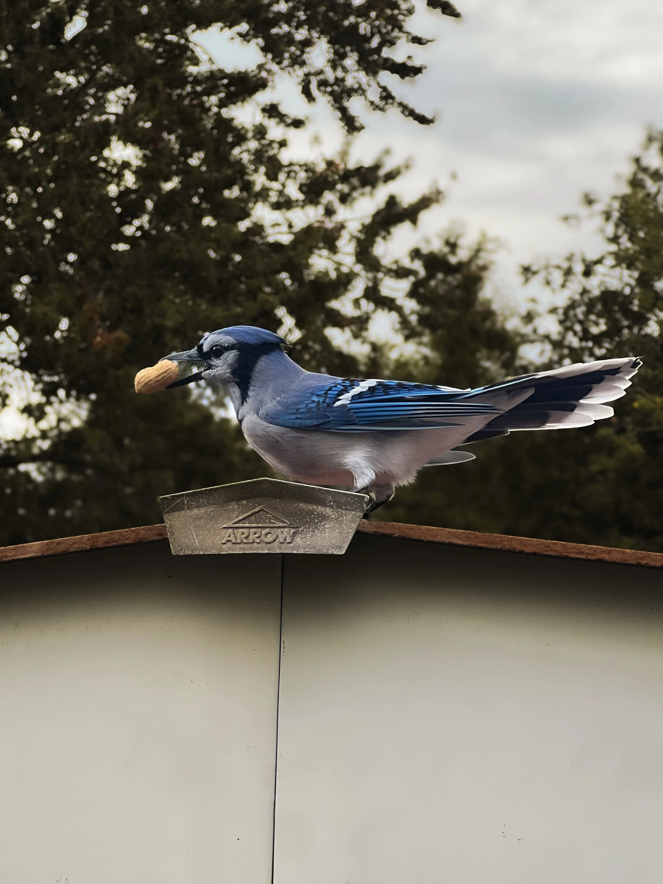 Blue jay bird perched on a wooden surface, holding a peanut in its beak, with a background of trees and a cloudy sky.