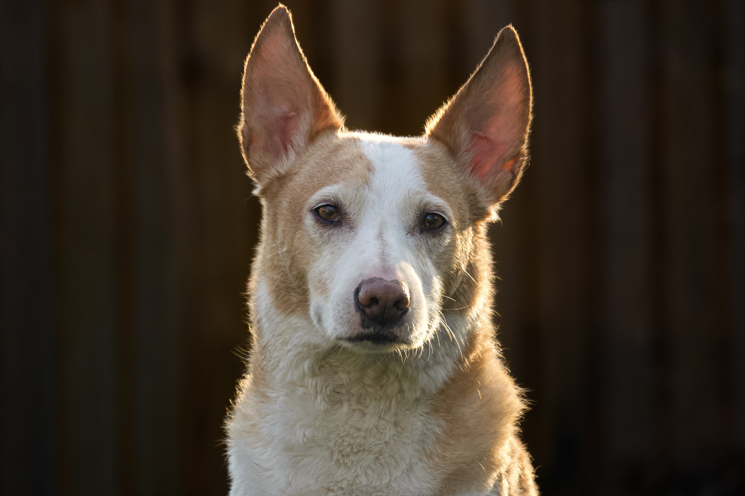 Close-up of a dog with tan and white fur and large erect ears against a blurred dark background.