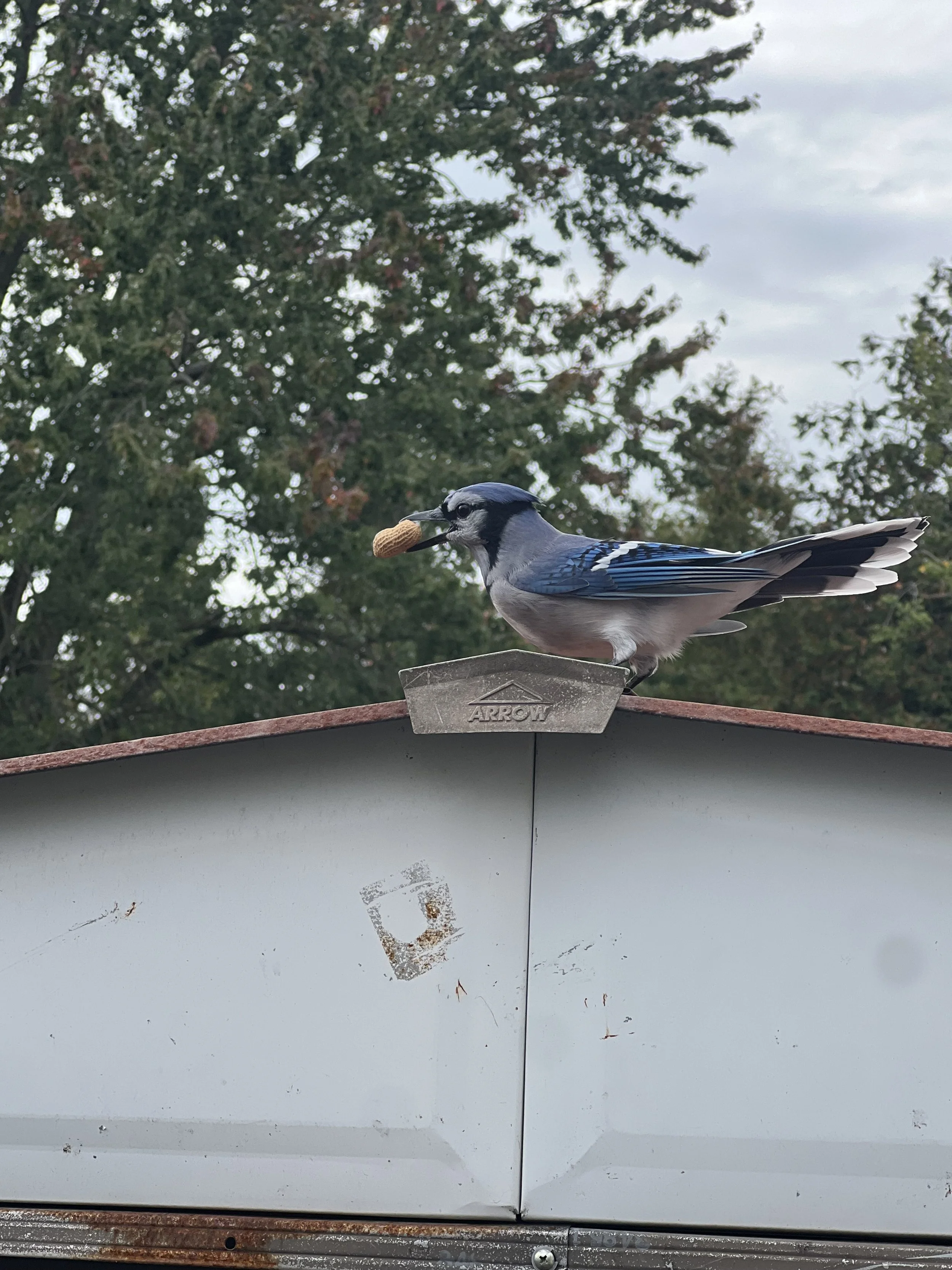 A blue jay bird perched on the edge of a white surface, holding a peanut in its beak, with a background of green trees and a cloudy sky.