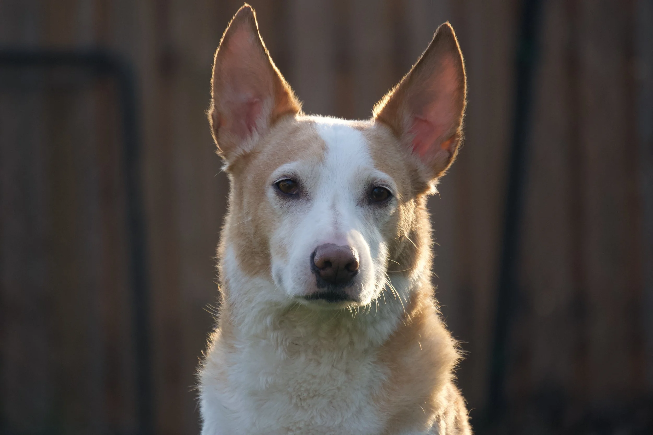 Close-up of a tan and white dog with large ears, looking directly at the camera, with a blurred background.