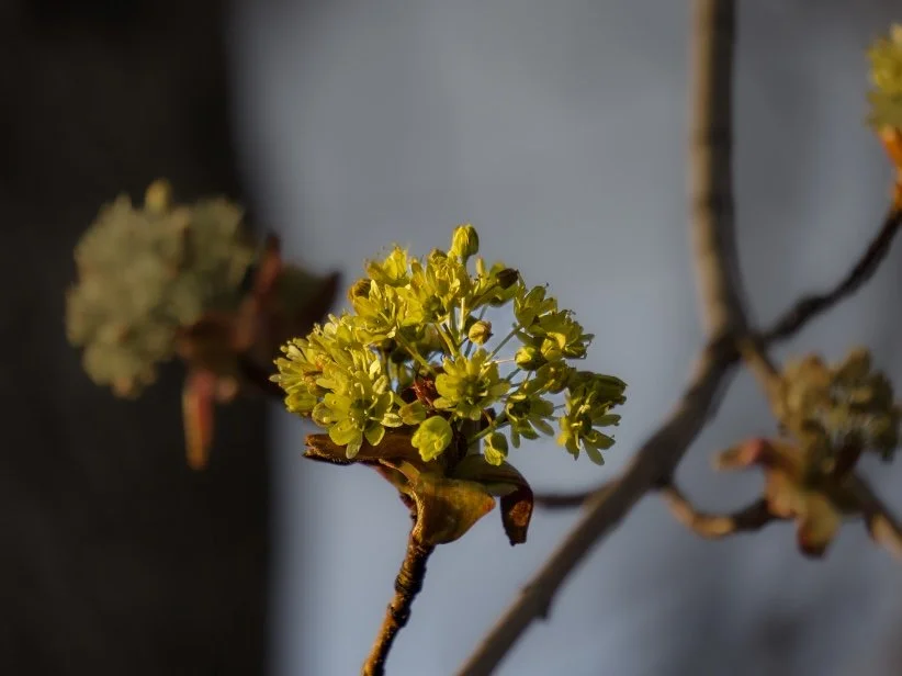 Close-up of budding yellow-green flowers on a thin tree branch with a blurred background.