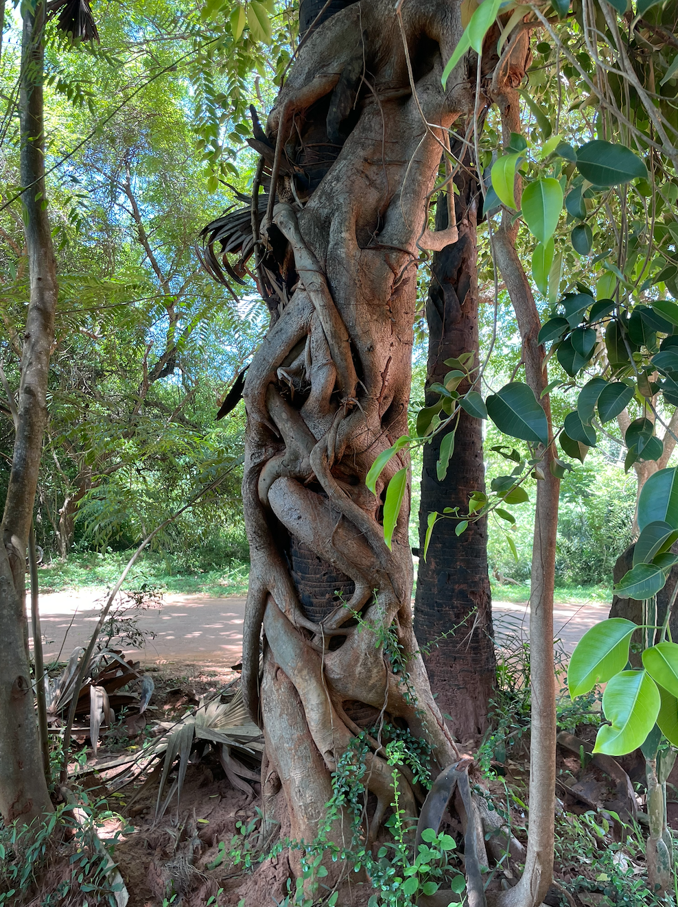 A large tree with twisting roots and vines growing on it in a lush, green forest.