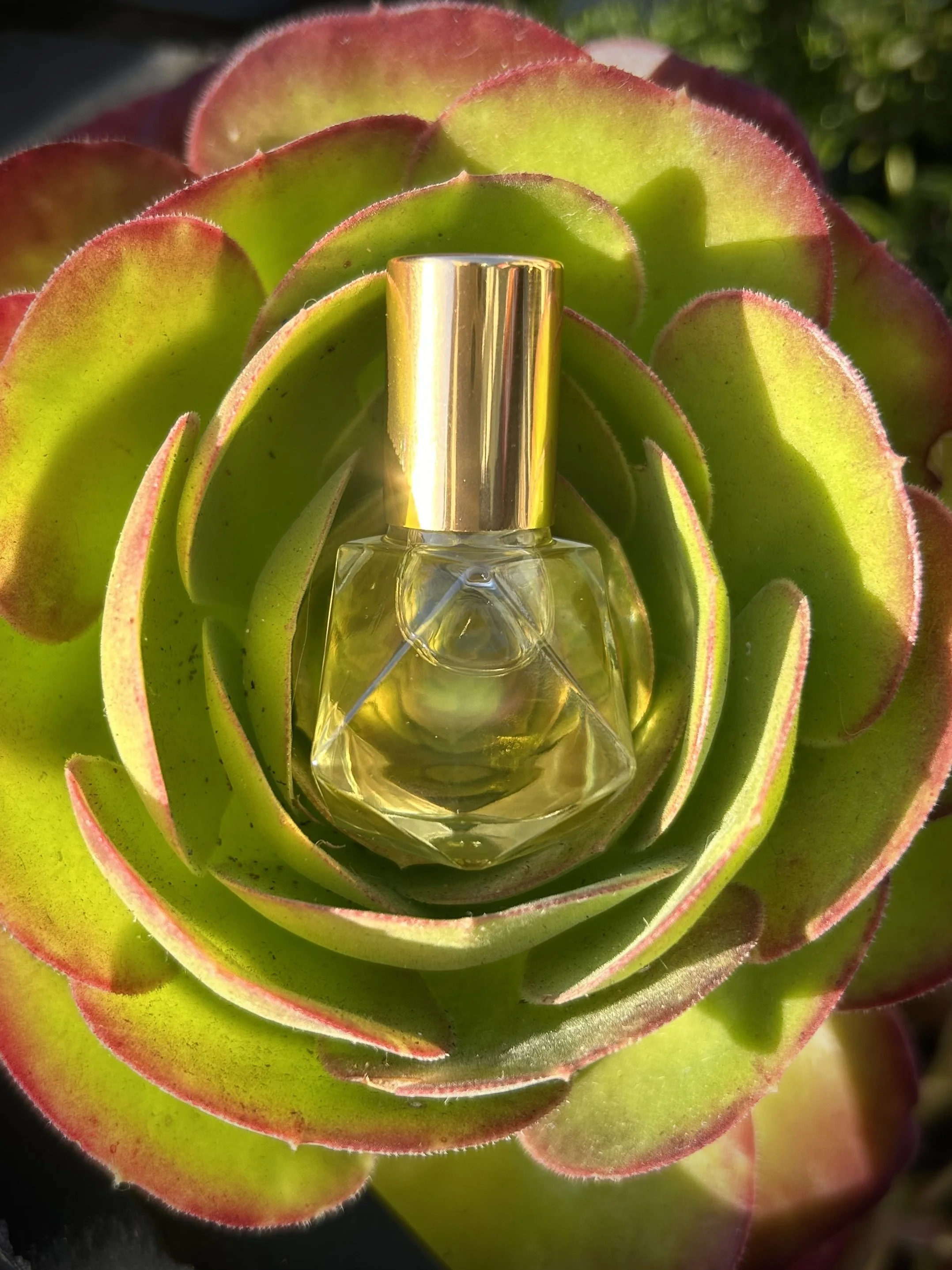 A small glass perfume bottle with a golden cap is placed inside a green and red succulent plant with fleshy leaves arranged in a rosette pattern.