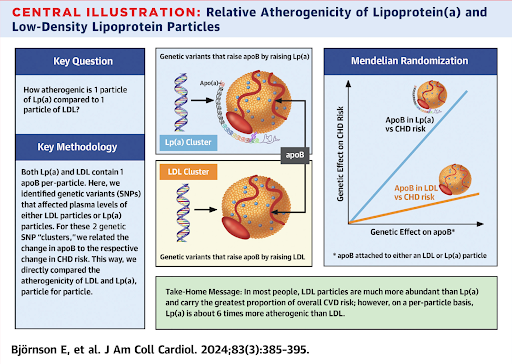 Beyond LDL: The Role of Lp(a) in Cardiovascular Risk. — McCoy Medical
