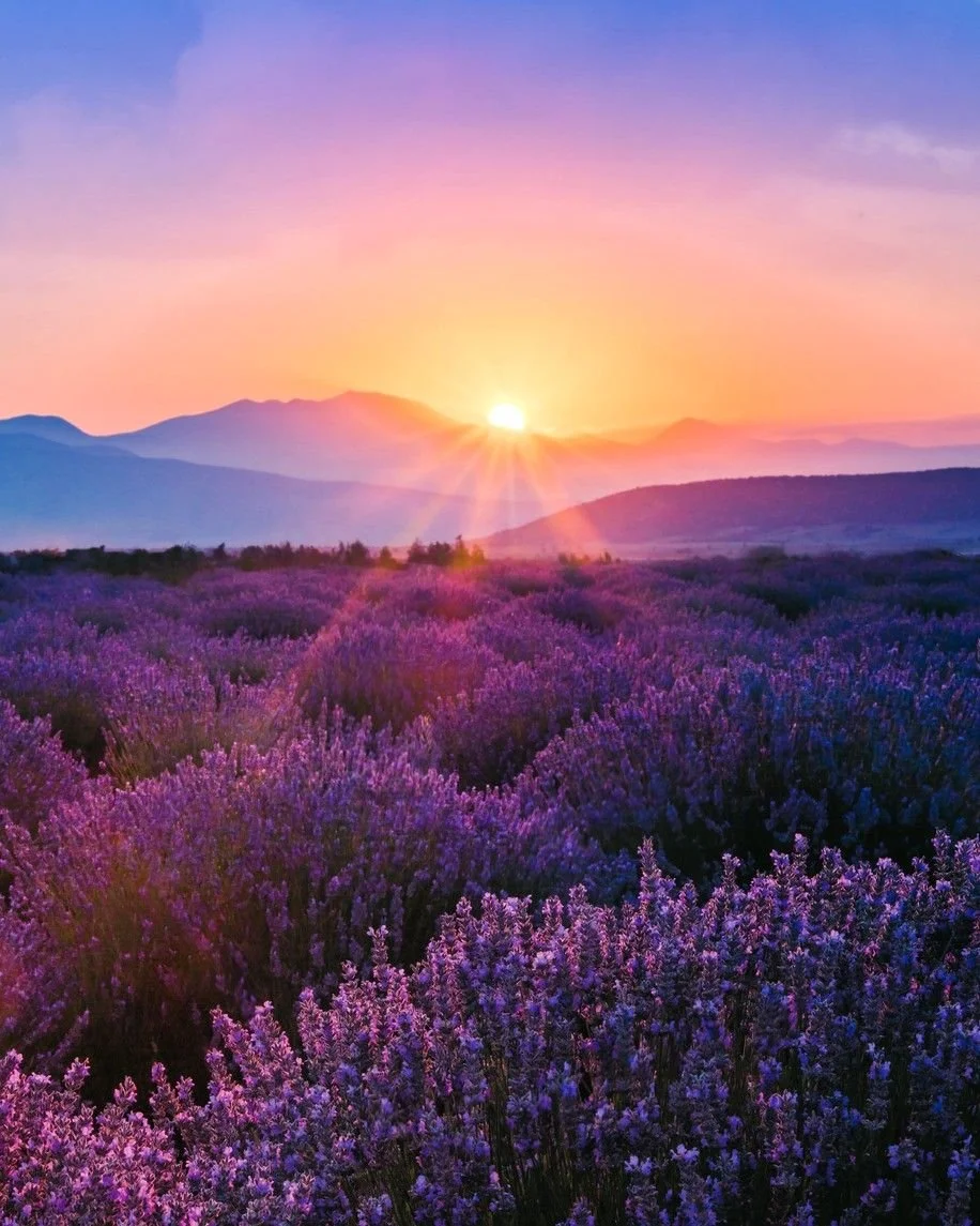 lavender field in turkey