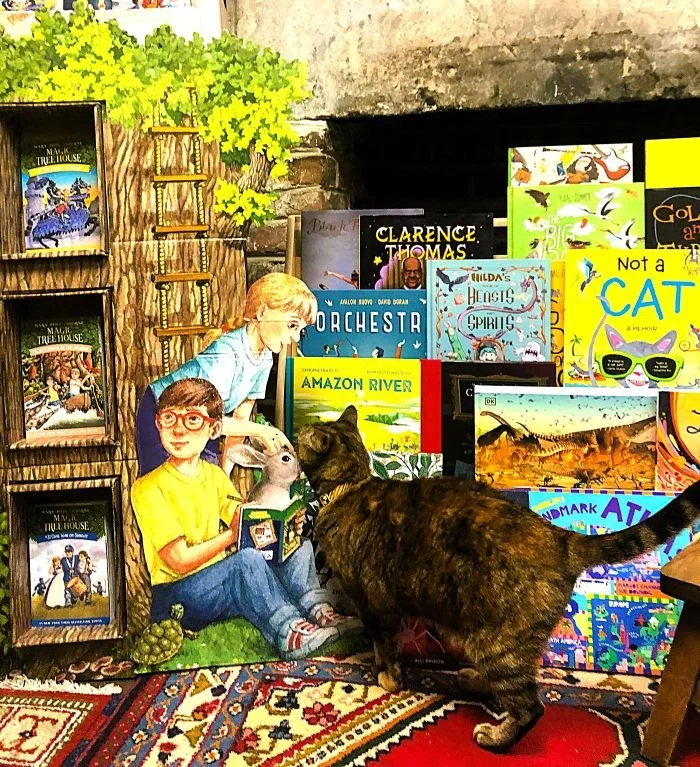 cat sitting inside E Shaver, Bookseller in Savannah Georgia