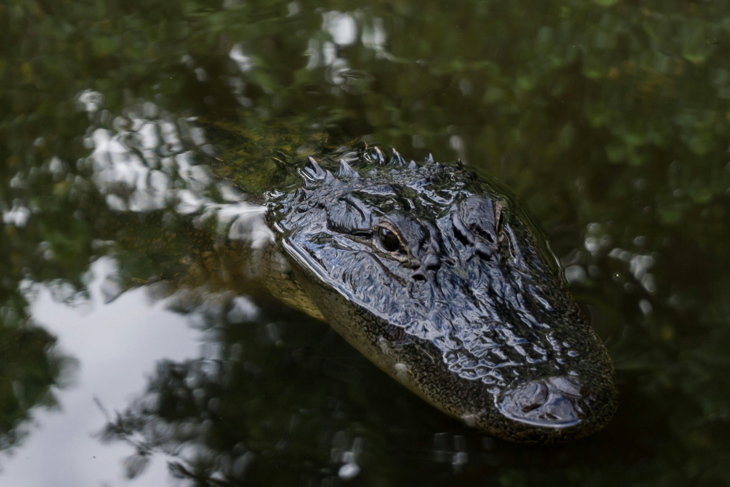 Florida