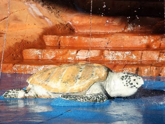 wfbd-water-features-by-design-australia-waterplay-splash-pad-water-playgrounds-commercial-spray-park-design-ground-sprays-interactive-water-features-childcare-centre-community-play-spaces-nature-play-aquatic-play-equipment