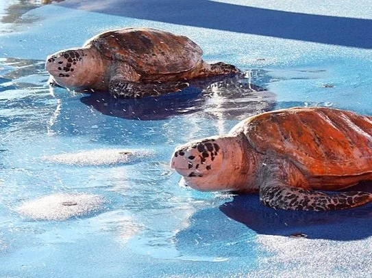 wfbd-water-features-by-design-australia-waterplay-splash-pad-water-playgrounds-commercial-spray-park-design-ground-sprays-interactive-water-features-childcare-centre-community-play-spaces-nature-play-aquatic-play-equipment