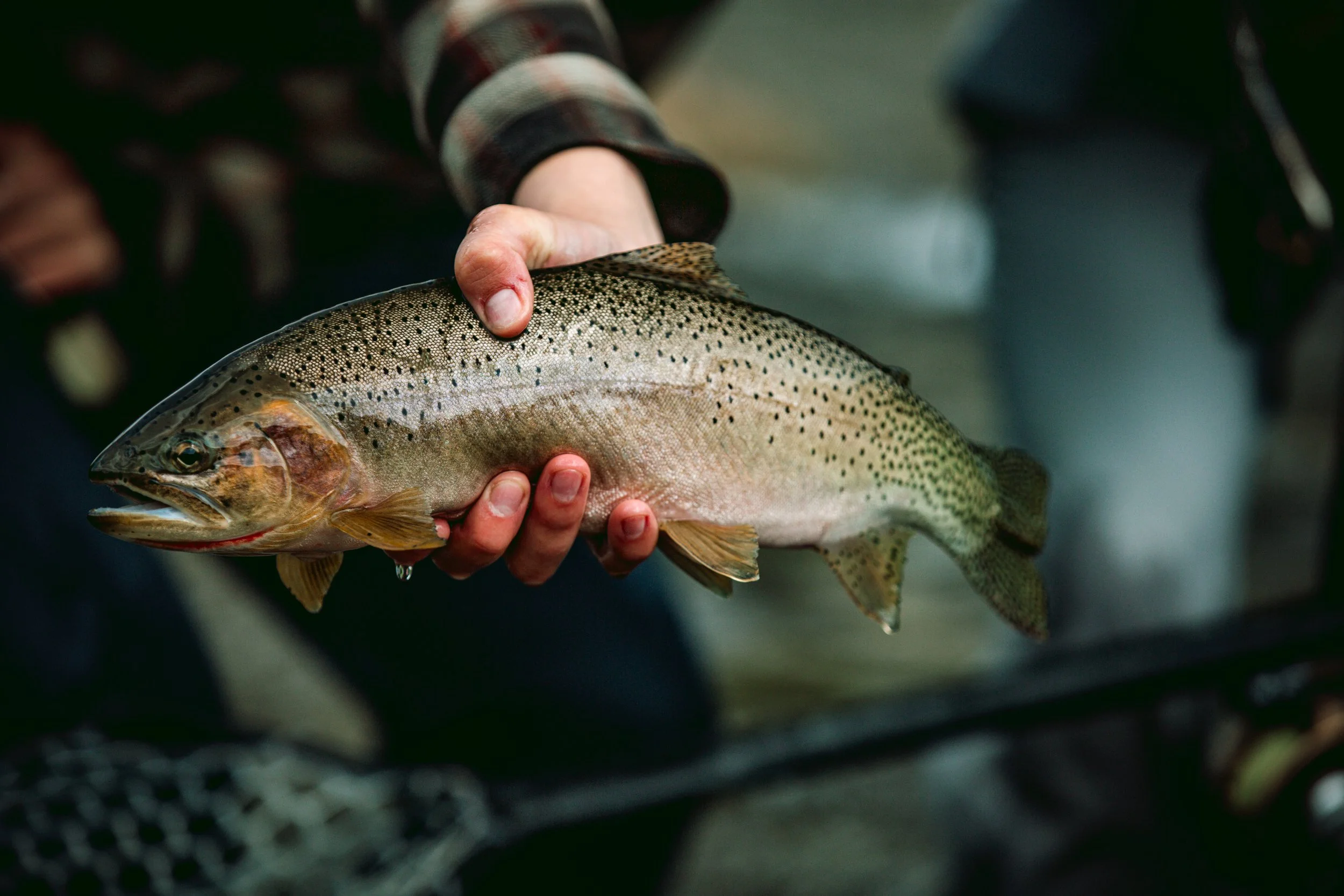 Person holding a spotted trout fish with a hand, wearing a plaid shirt.