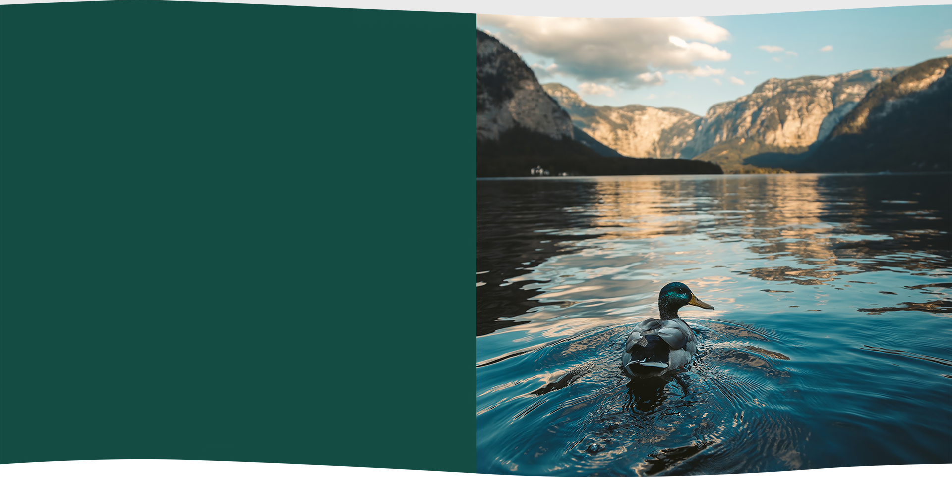 Duck swimming in a serene lake, surrounded by mountains and reflecting clouds.
