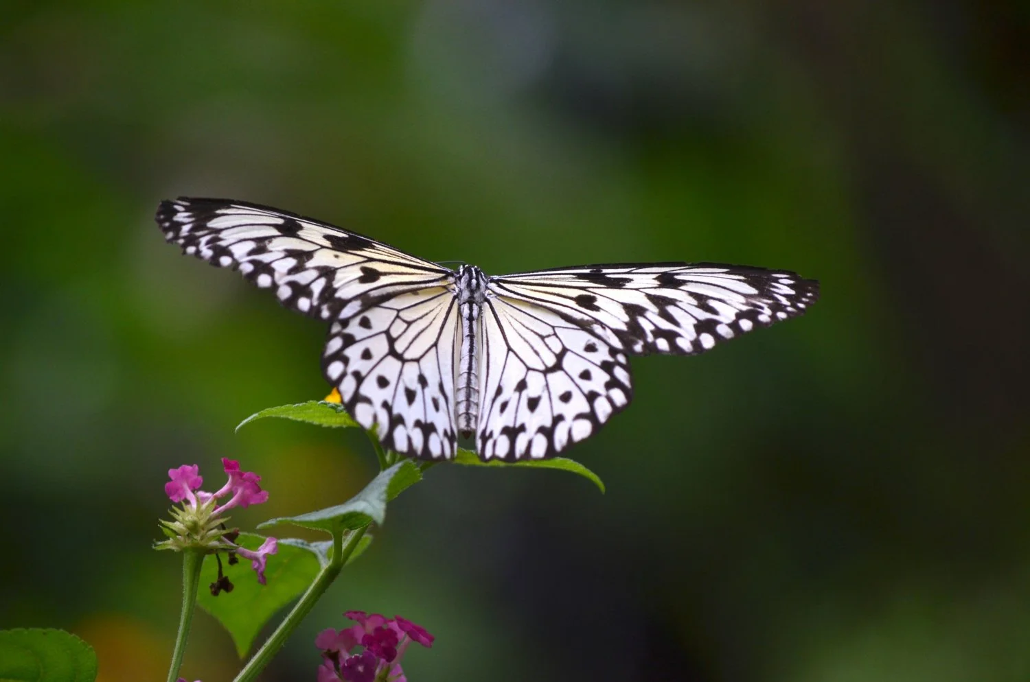 Black and white butterfly perched on a green leaf near pink flowers.