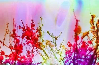 1.Ektar.April.24.HB .small.copy copy.jpg