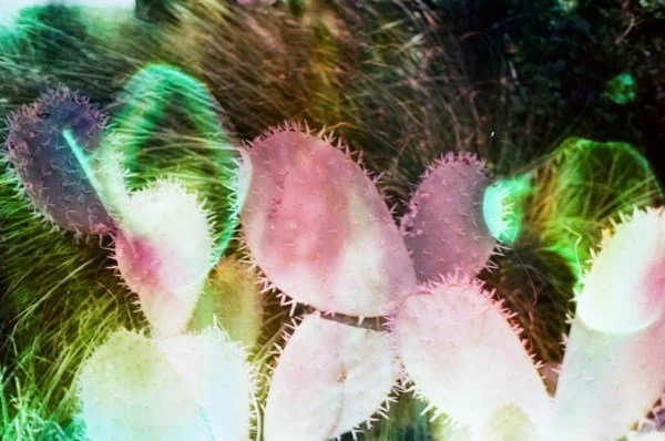 How I Fell in Love with Photography (and Why I Now “Cook” My Film)