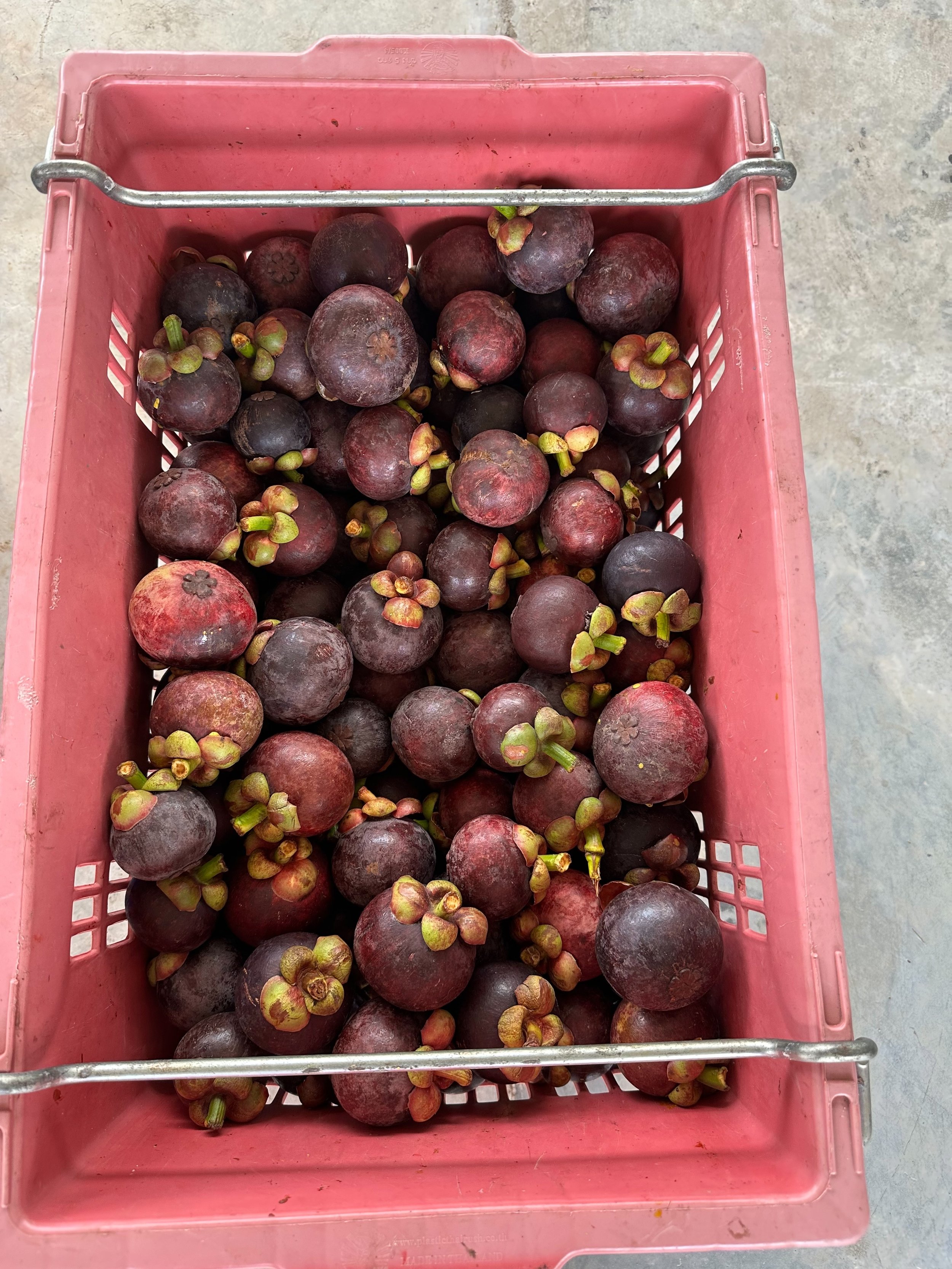 1 Box of Mangosteen (5kgx1)