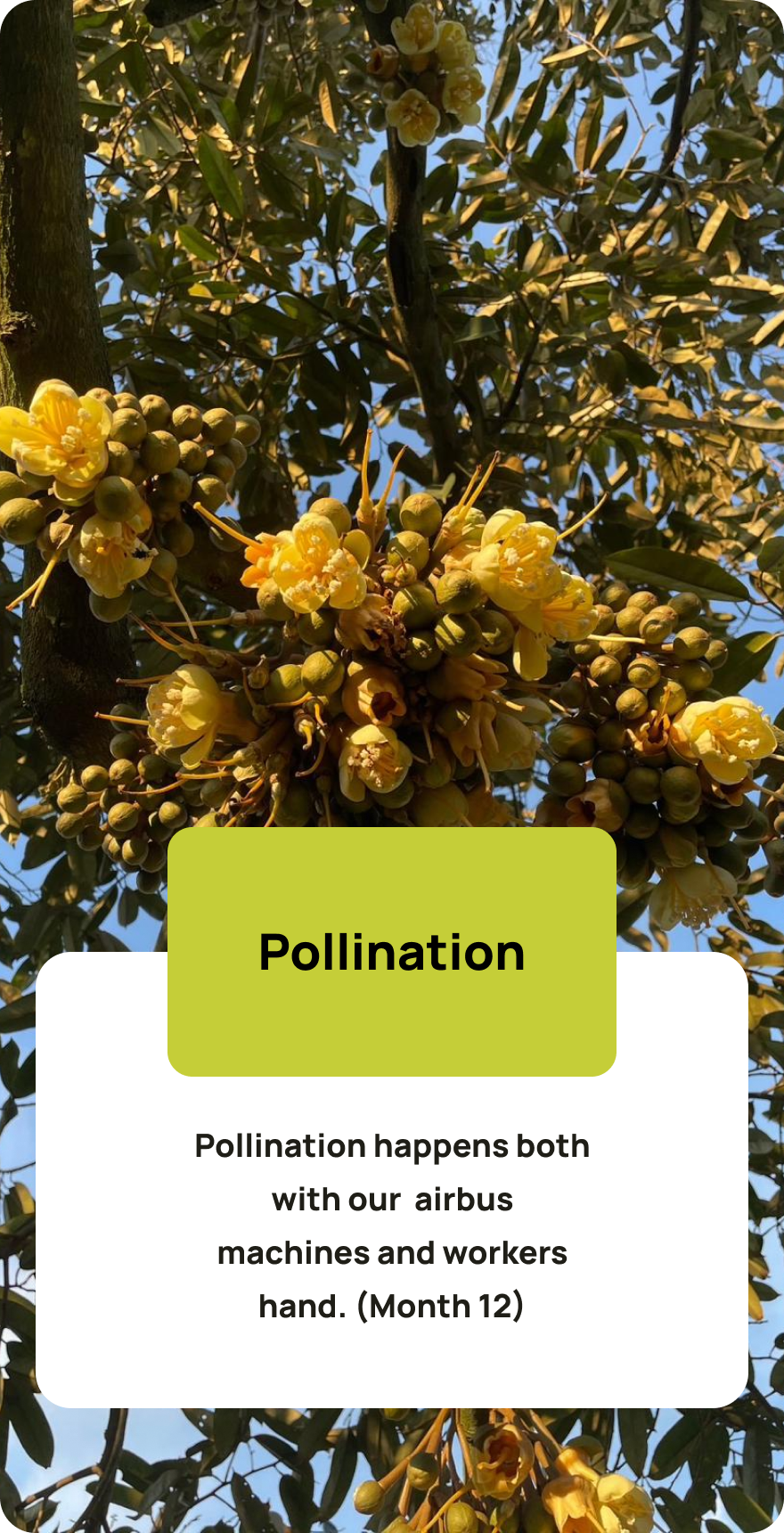 Pollination_0.png