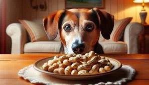 Kan hunder spise pean&oslash;tter? 
Del 33 i miniserien om ting hunden din kan eller ikke kan/b&oslash;r spise.

Svaret er NJA ⚠️

Det b&oslash;r unng&aring;s. Hunder kan spise t&oslash;rkede usaltede pean&oslash;tter, men det er ulemper ved det. Pea