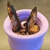 Kan hunder spise ansjos? 
Del 34 i miniserien om ting hunden din kan eller ikke kan/b&oslash;r spise.

Svaret er JA ✅

Ansjos er en overraskende liten supermat for hunder. Den er n&aelig;ringsrik, trygg og smakfull som tilleggsmat til hunder.
Rik p&a