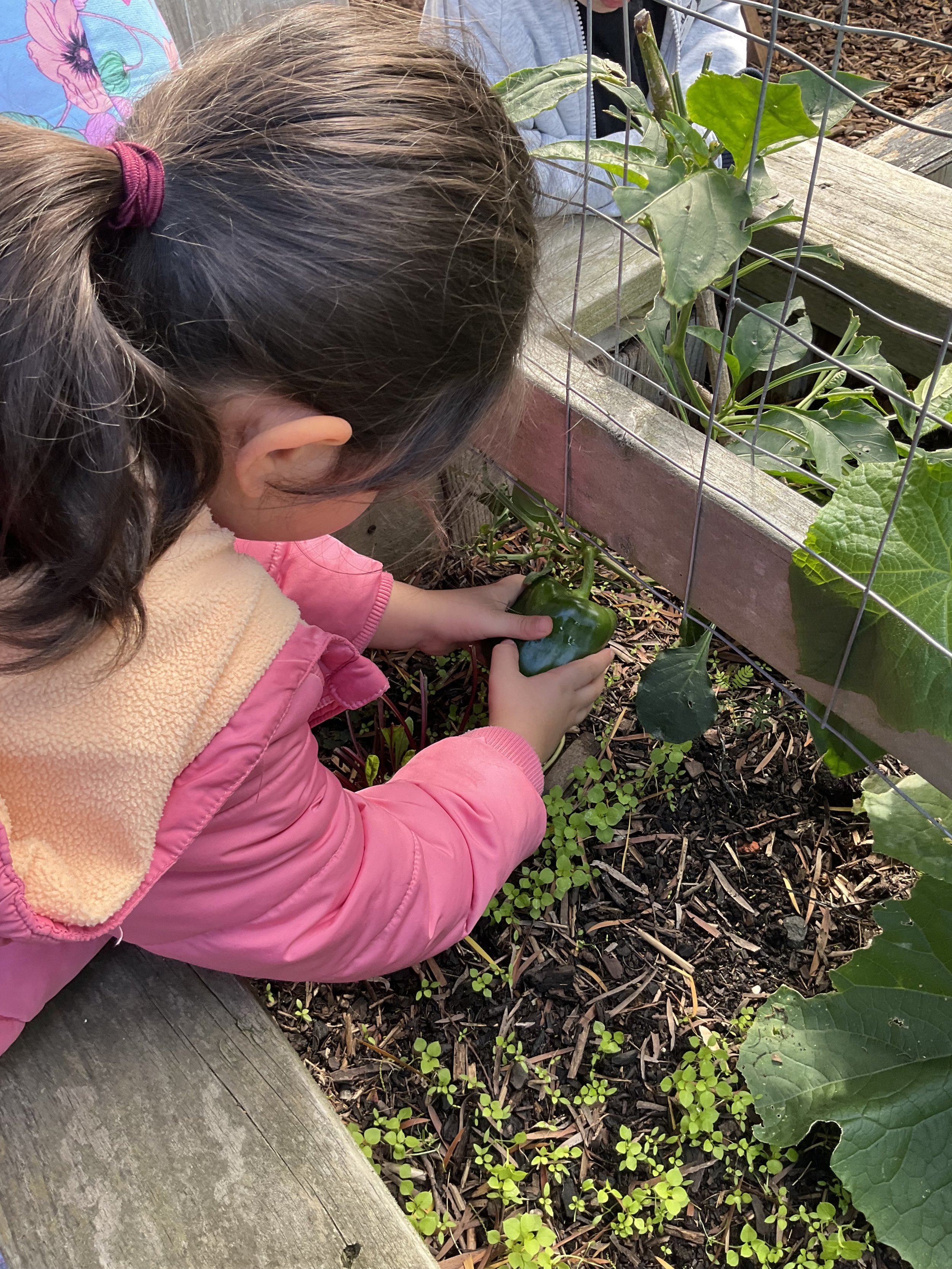 Harvesting a Capsicum from our garden