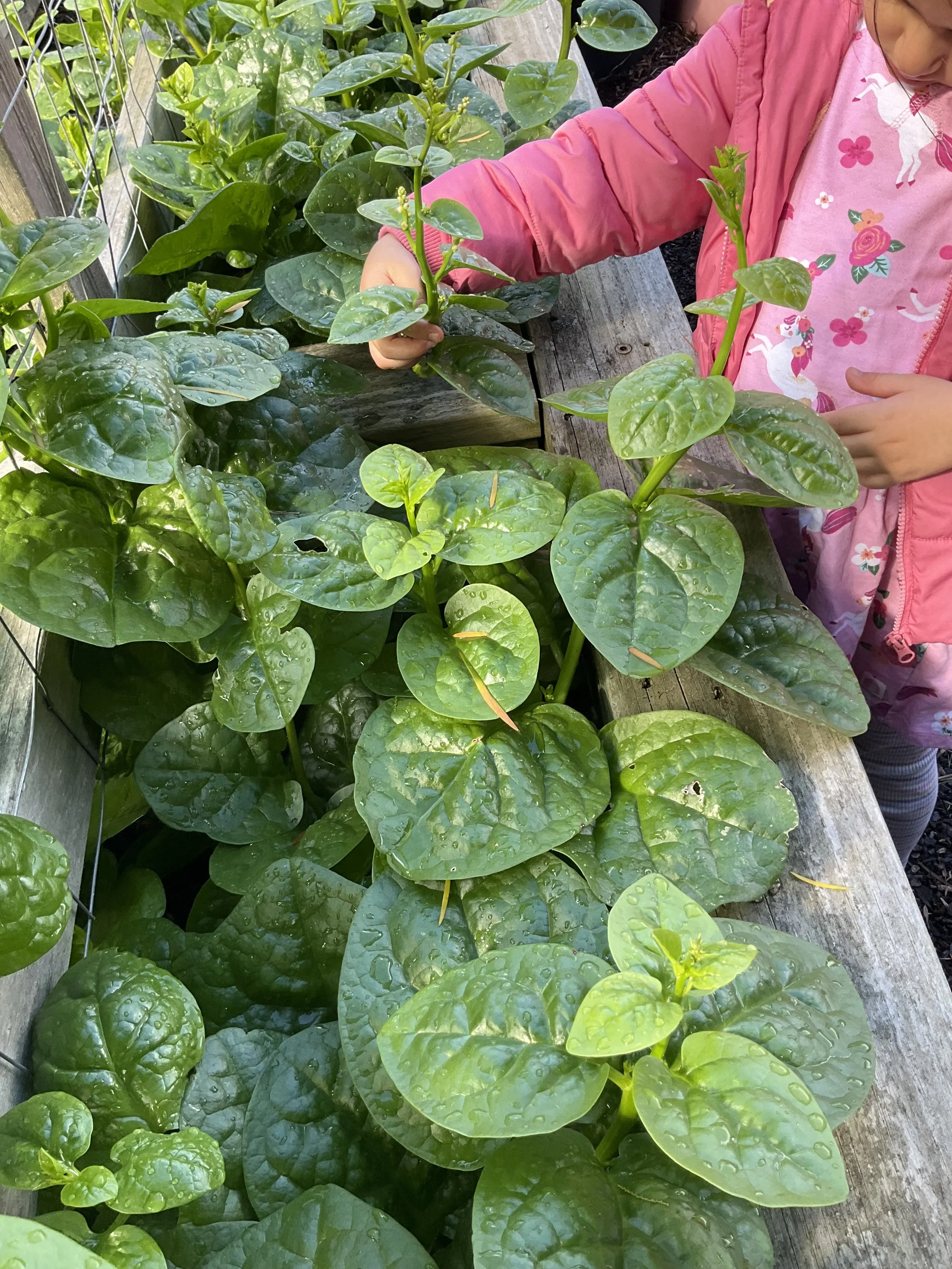 Harvesting Chinese Spinach from our garden