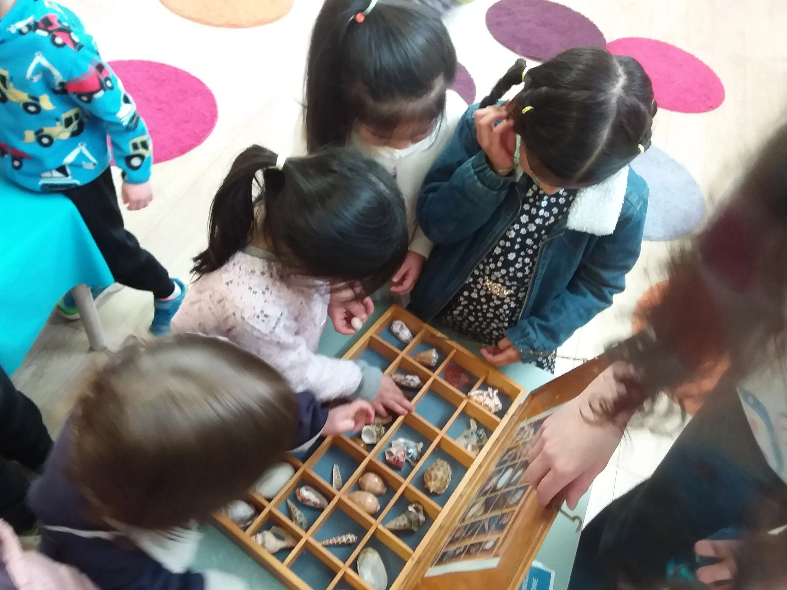 Exploring Seashells: Museum Victoria Oceans Incursion