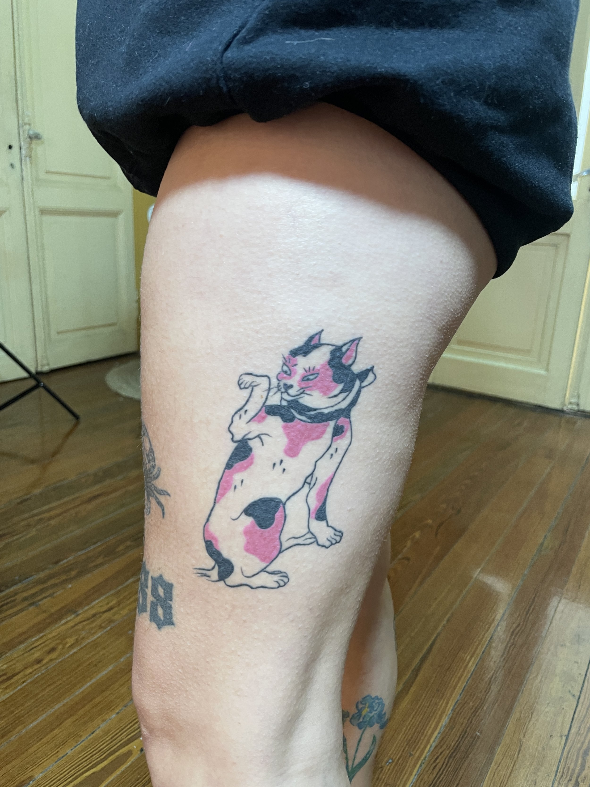 cat.jpeg