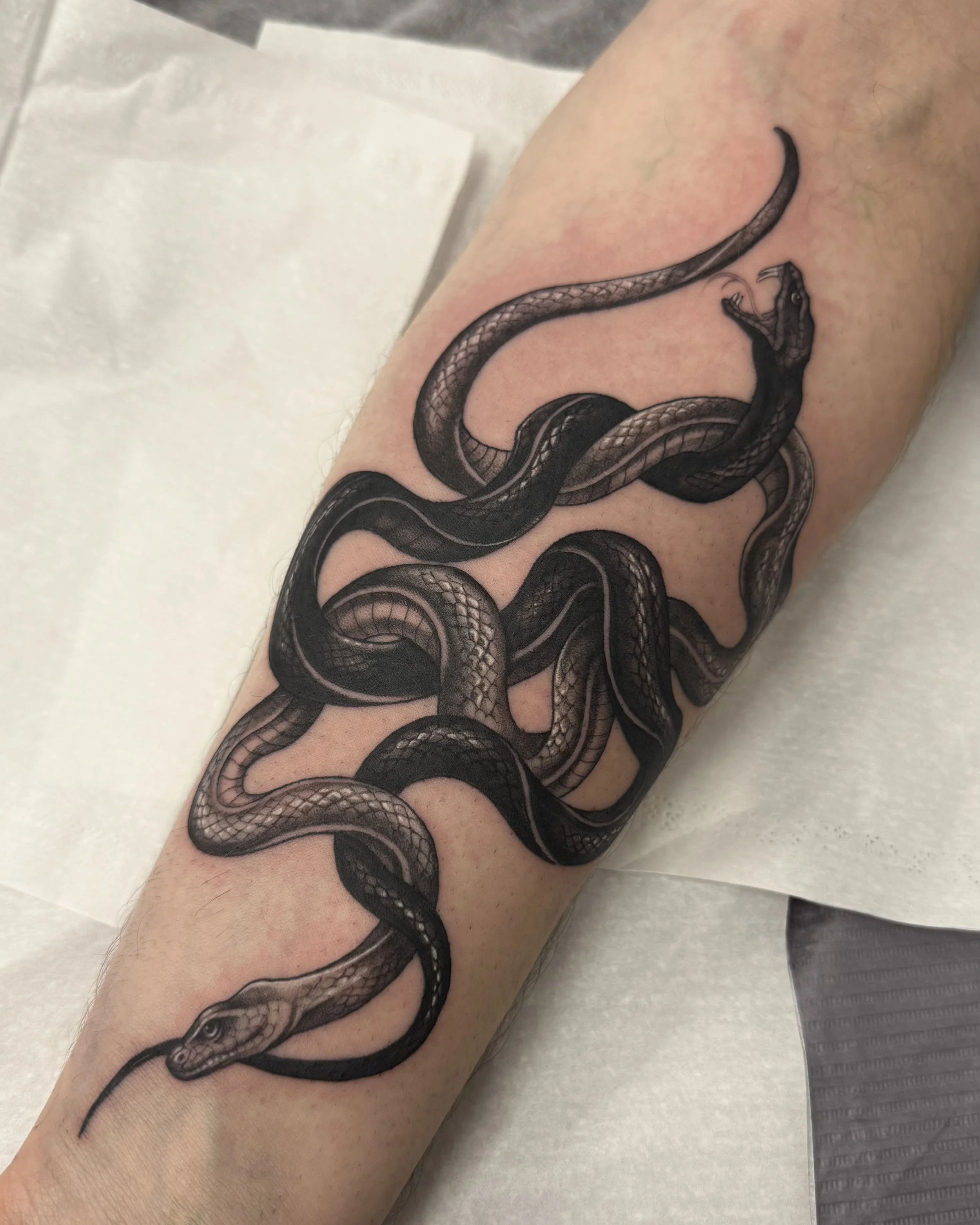 intertwined snakes.jpeg