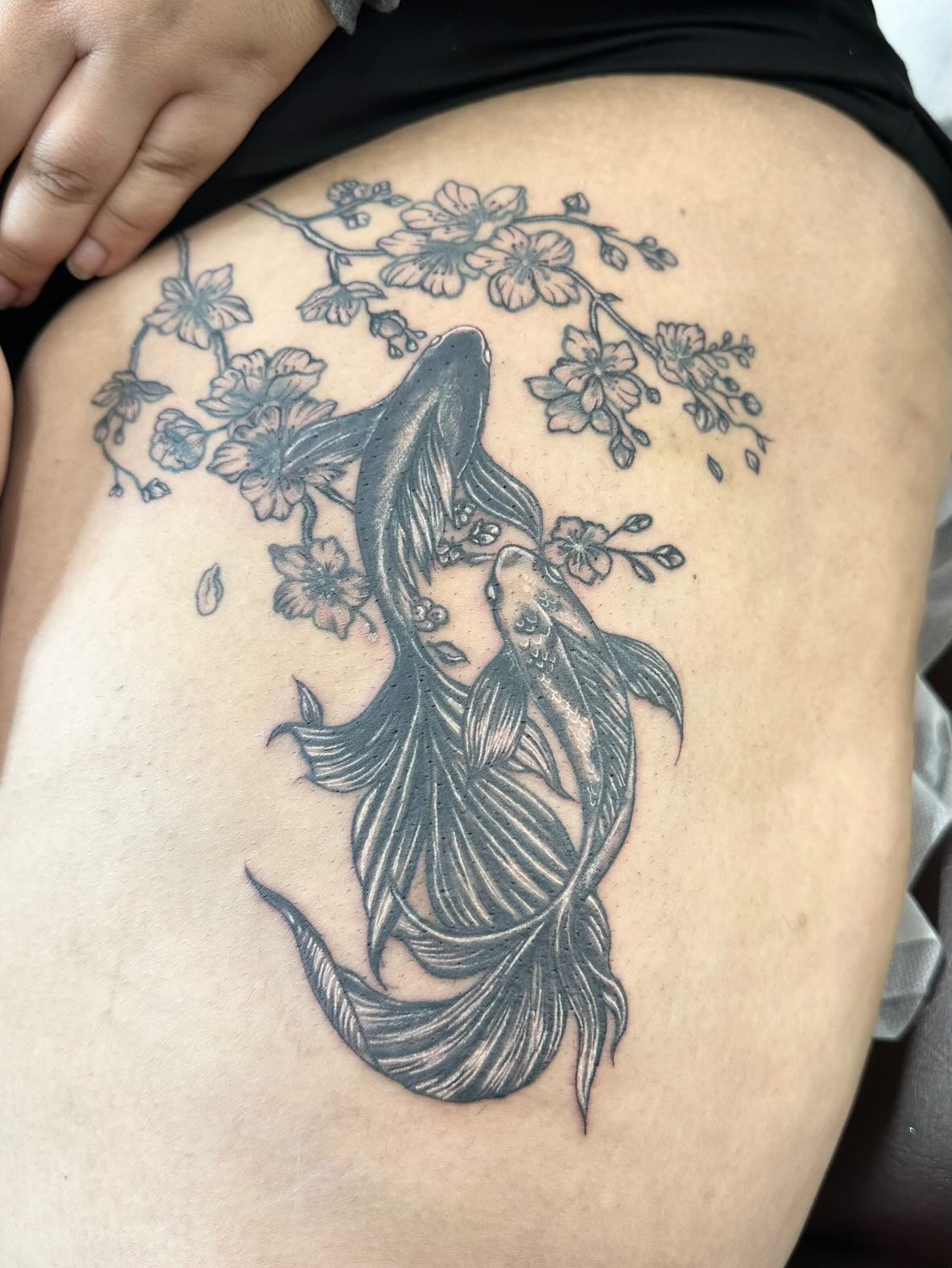M koi sakura cover up grey.jpeg
