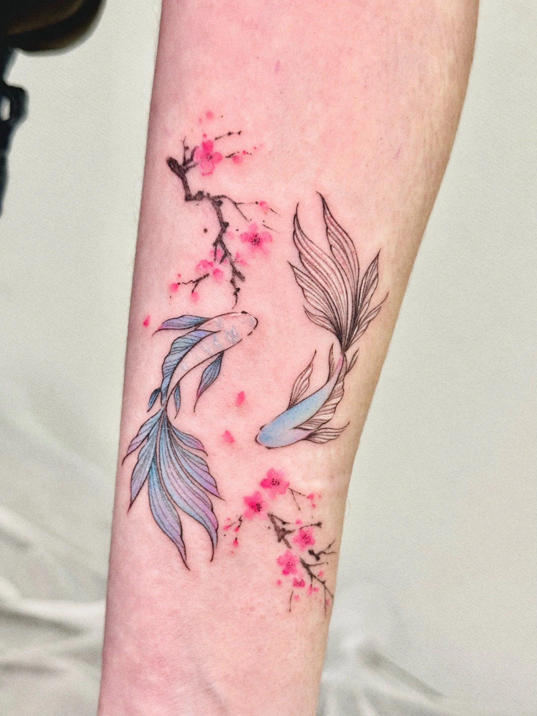 color koi fish sakura.jpeg